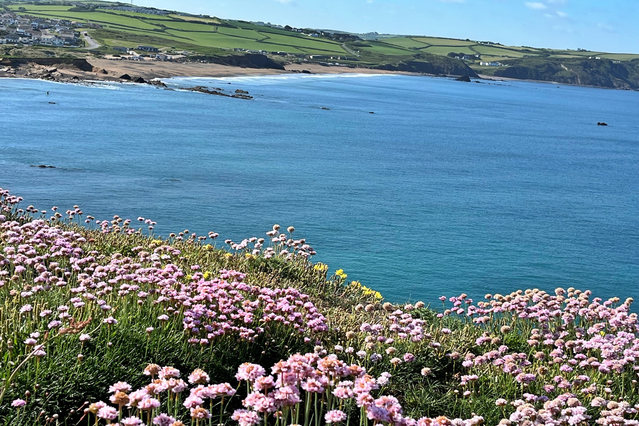 Sea Thrift at Widemouth Bay - Gebieden zomer 5km