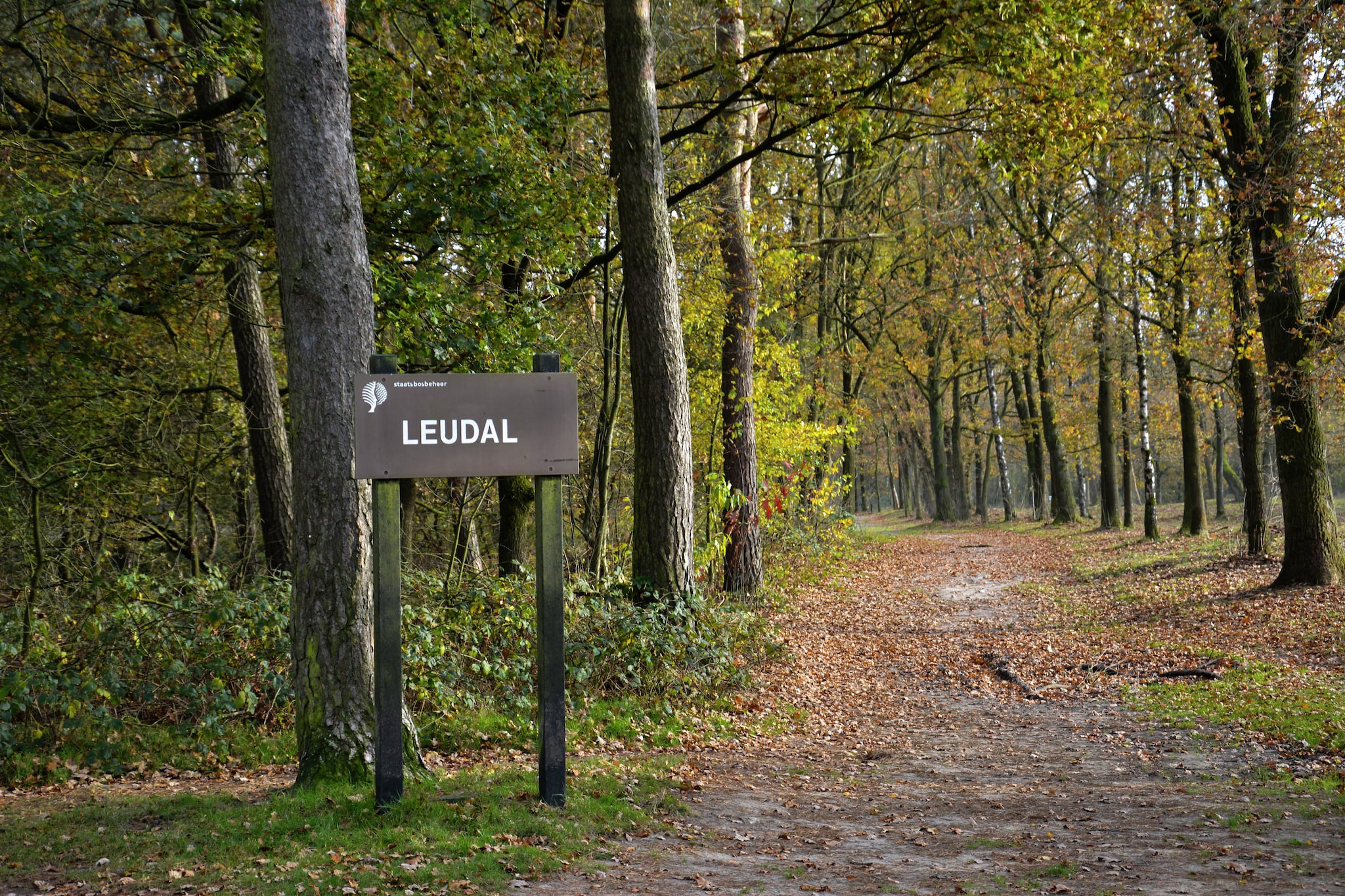 Boswoning-Gebiete Sommer 5 km
