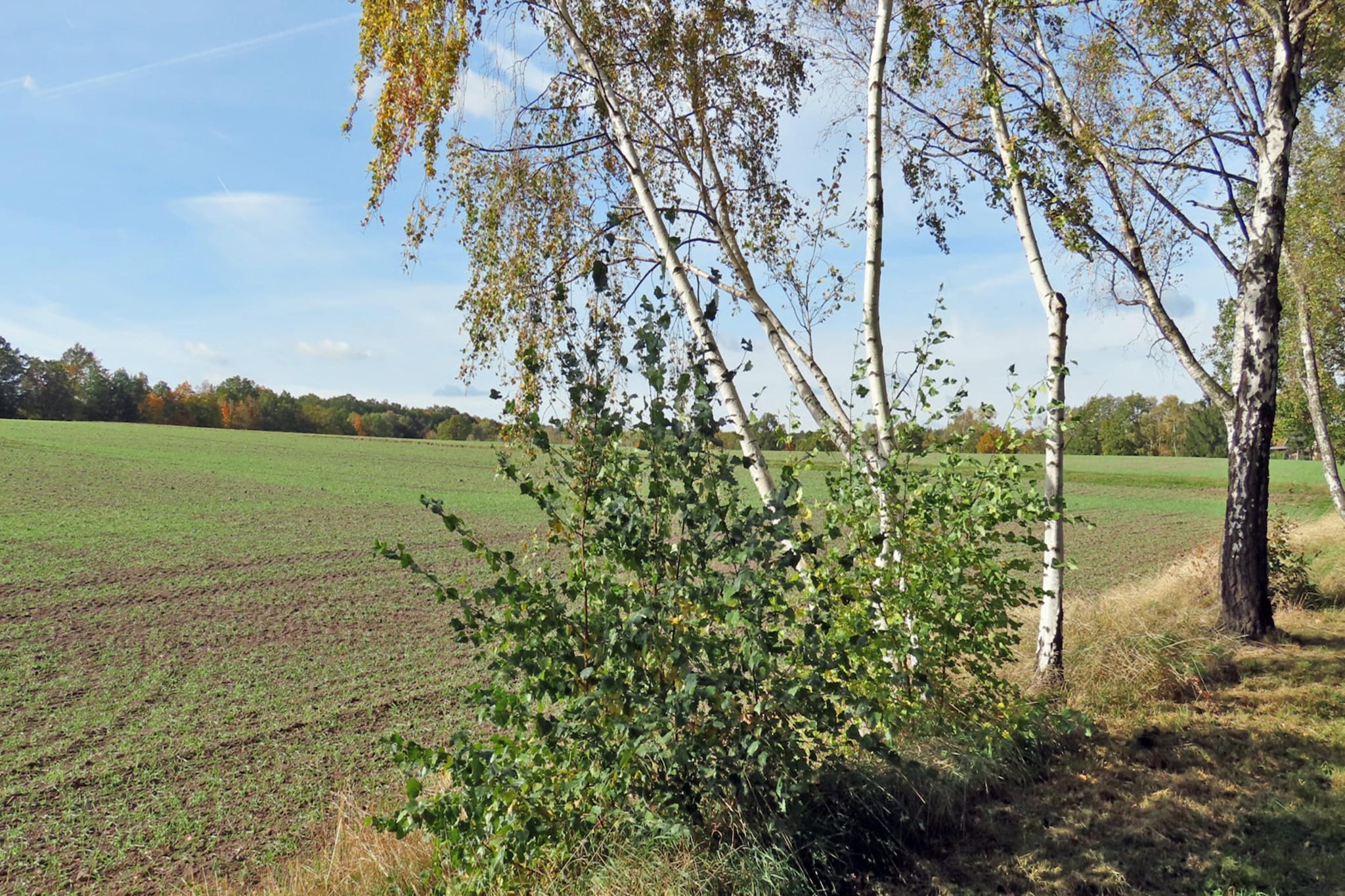 Ferienwohnung Freital - Dresden-Areas within 5km in summer