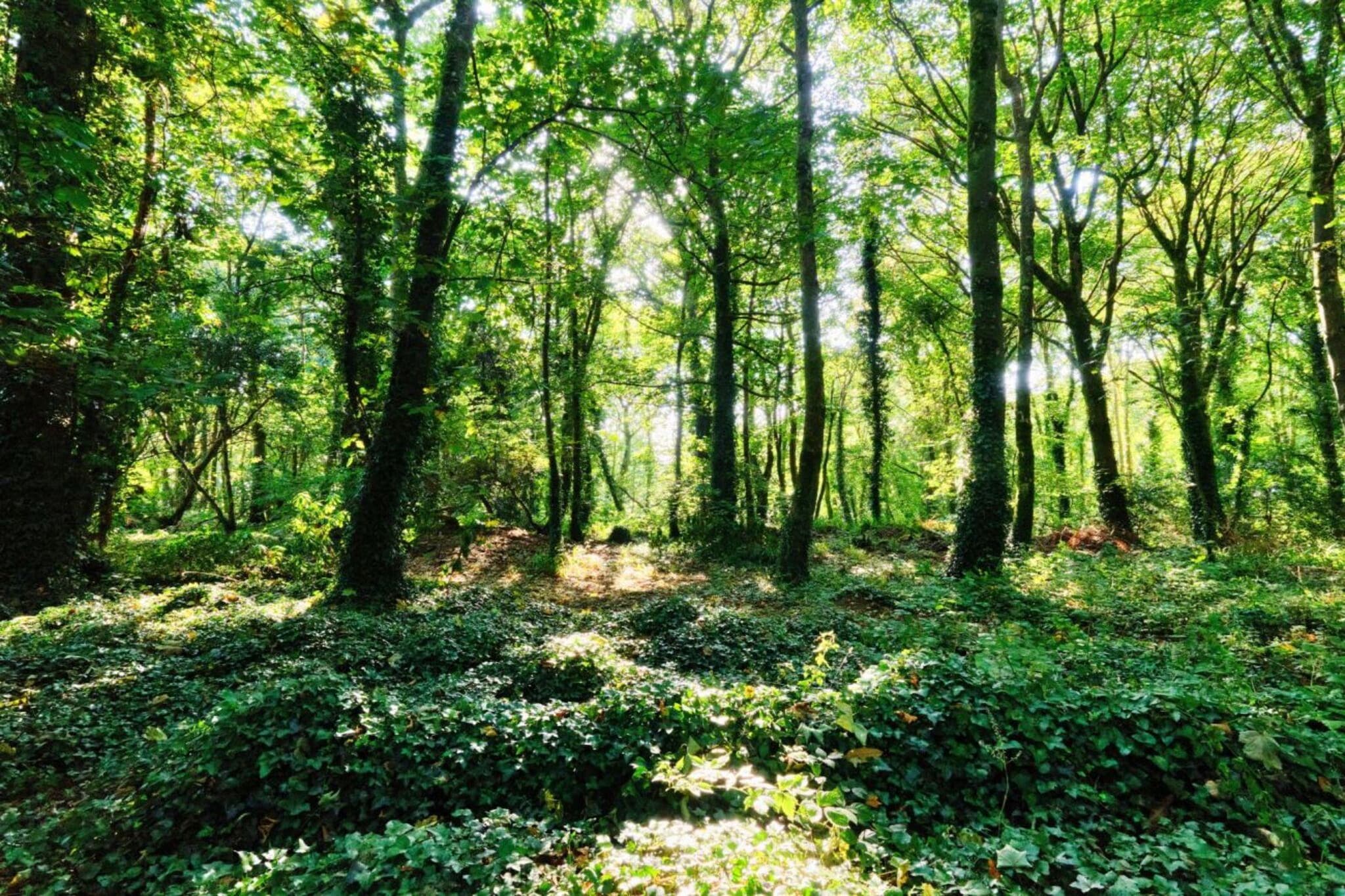 Joyful Cottage - Gebiete Sommer 5 km