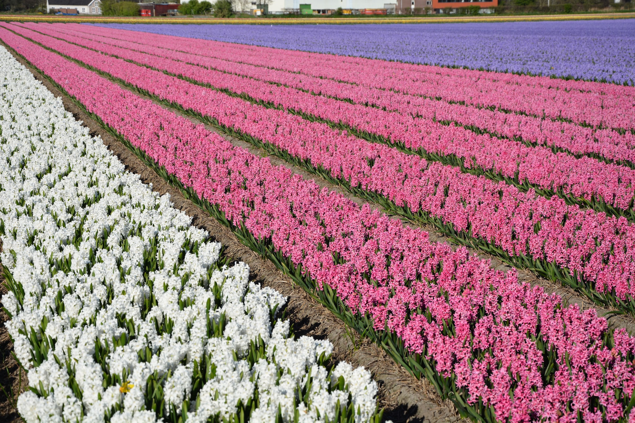 Casa Divera-Gebieden zomer 5km