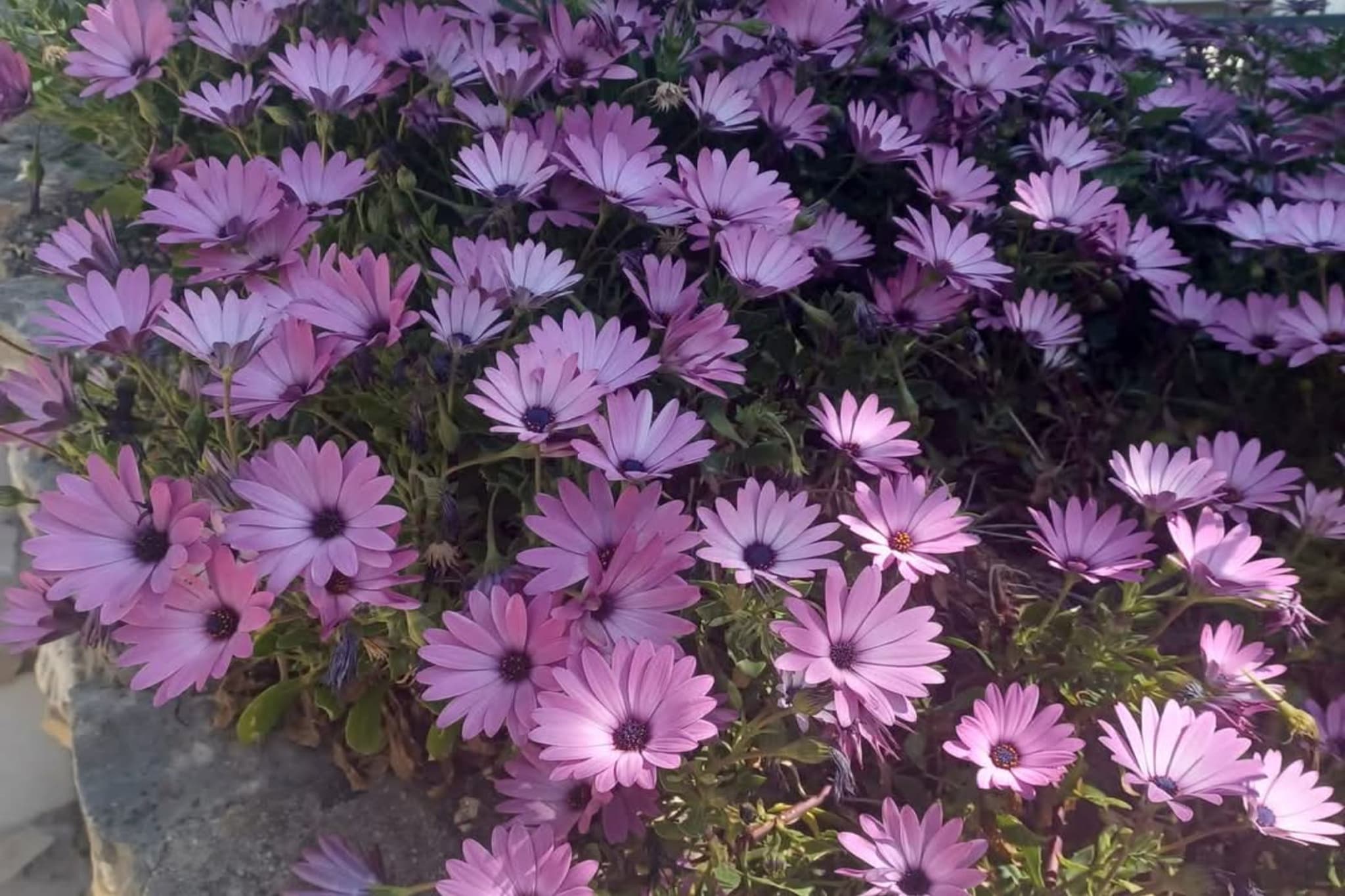 Three- Bedroom Apartment With Sea View A3-Gardens in summer