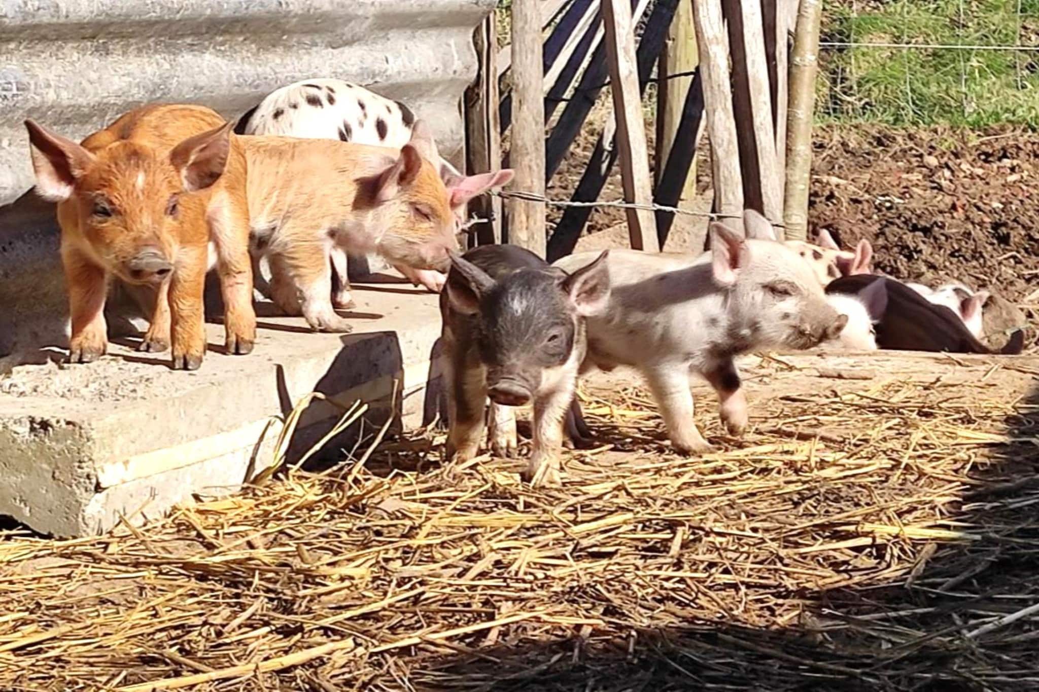 Karper studio-équipements