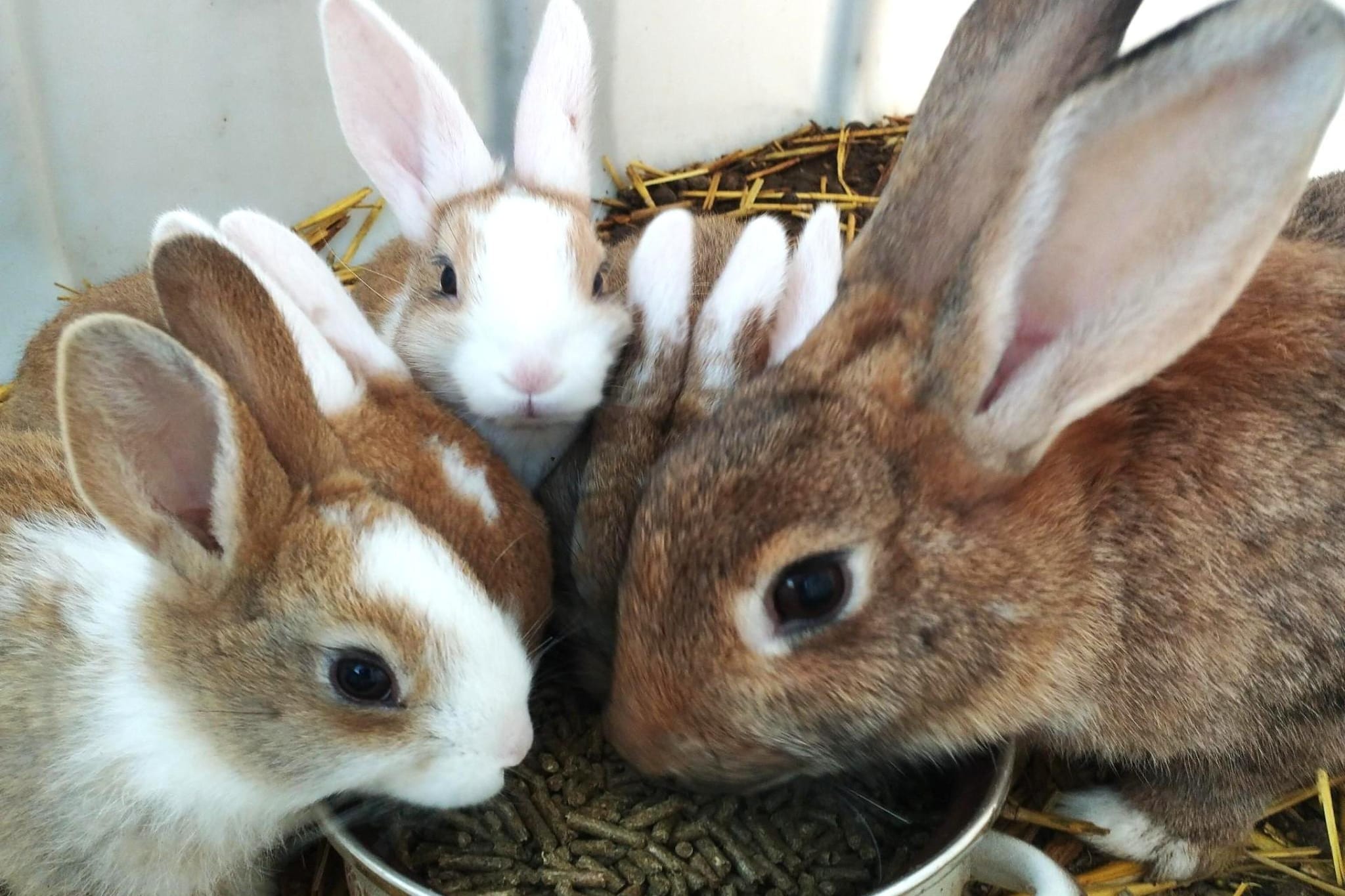 Hol van de vos - wellness-équipements