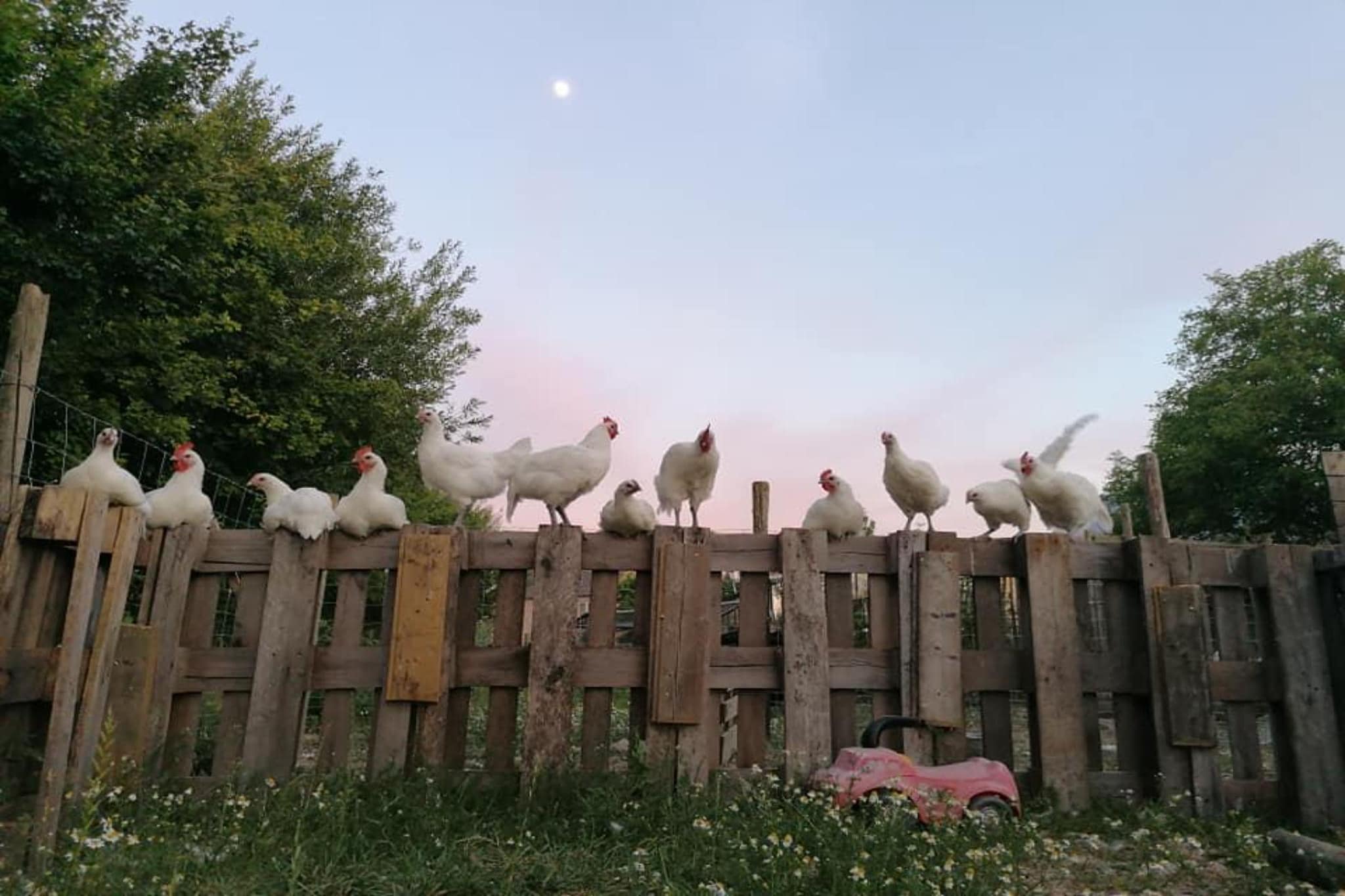 Arends nest-équipements