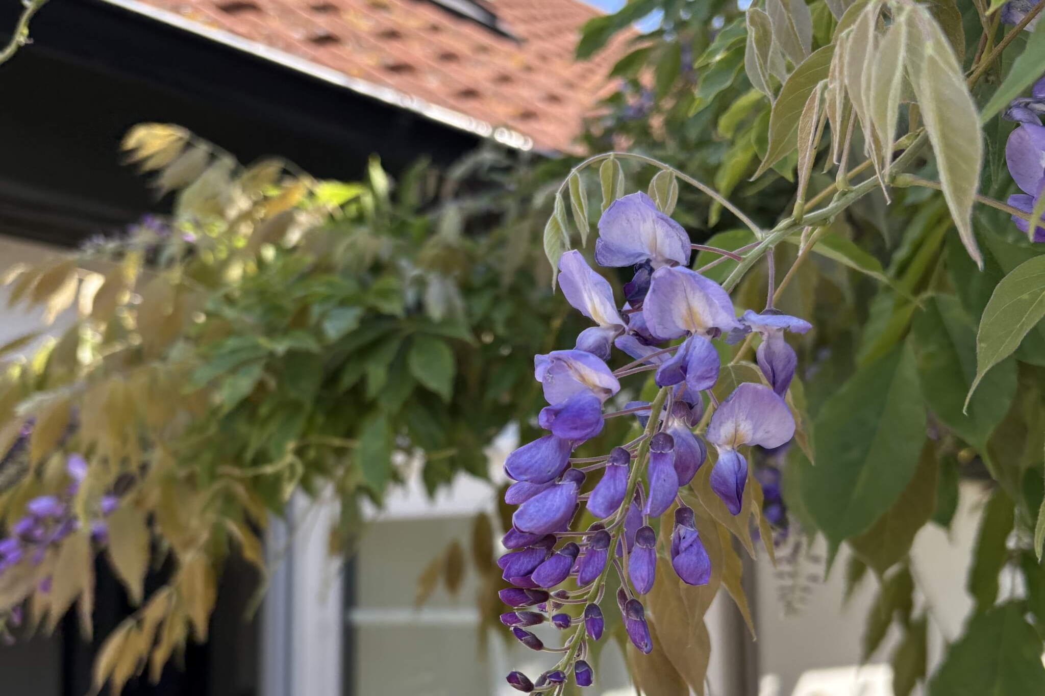 5 etoiles maison de vacances a Löderup