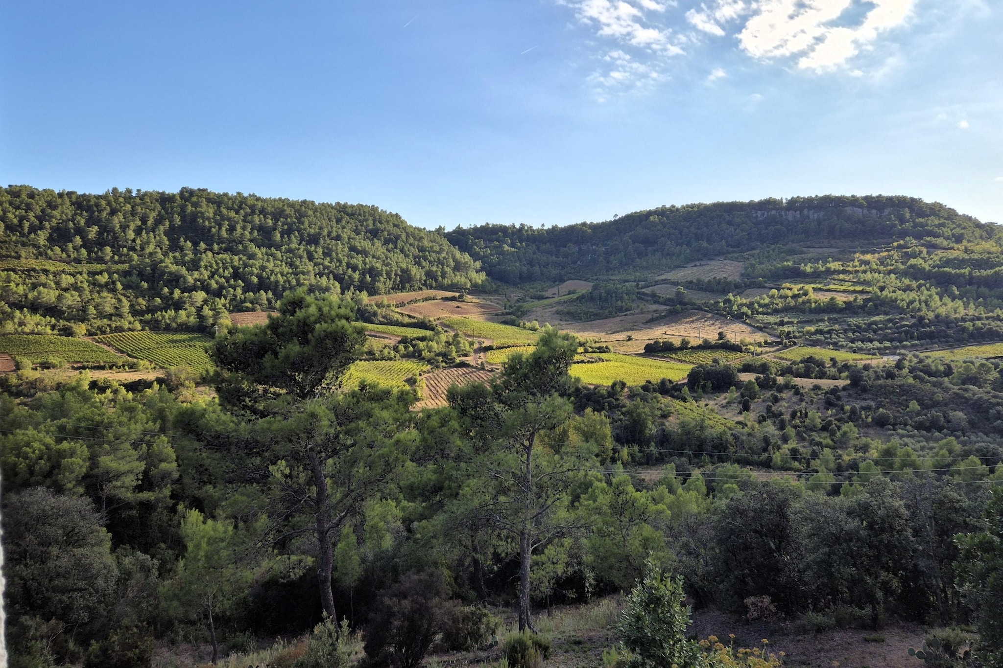 La Garrigue-Gebieden zomer 1km