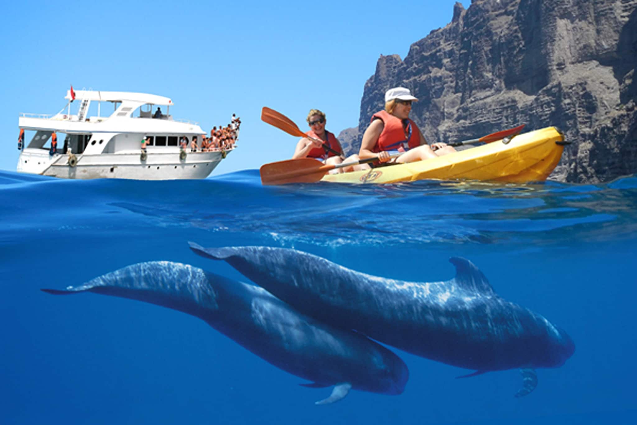 Delfin 7-Gebieden zomer 5km