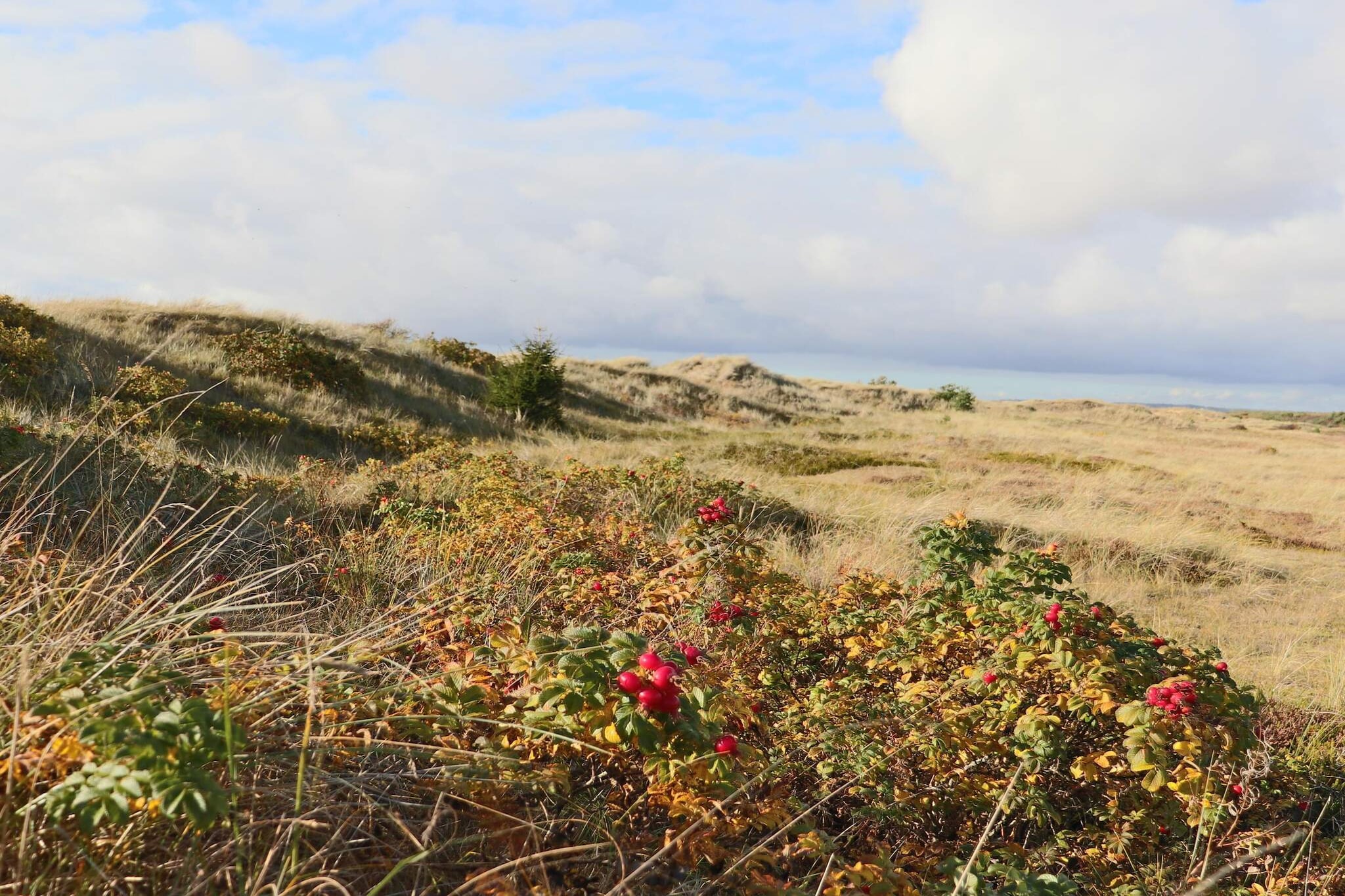 4 sterren vakantie huis in HALMSTAD-Niet-getagd