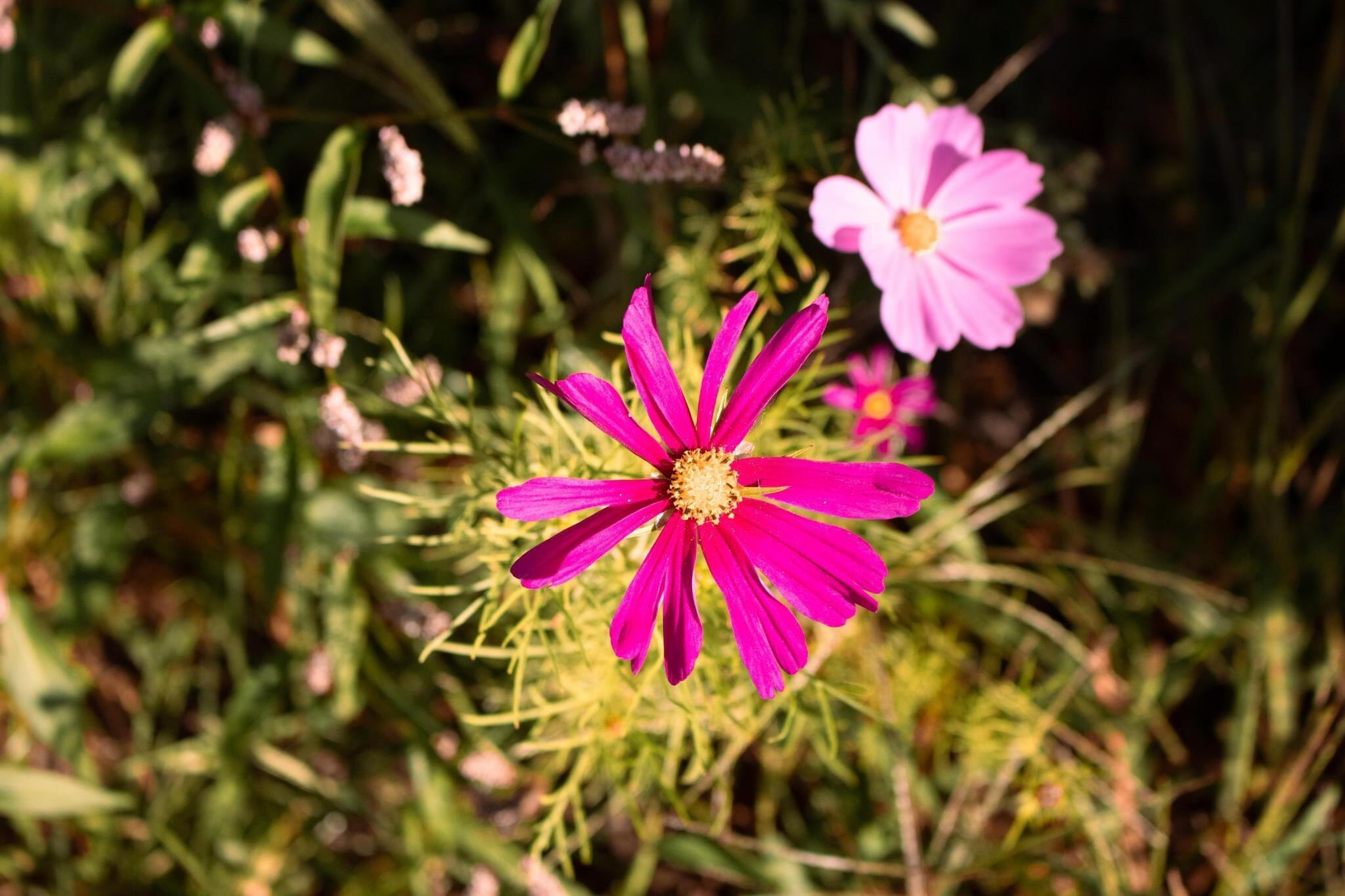 Safari tent l 7 persoons-Sfeer