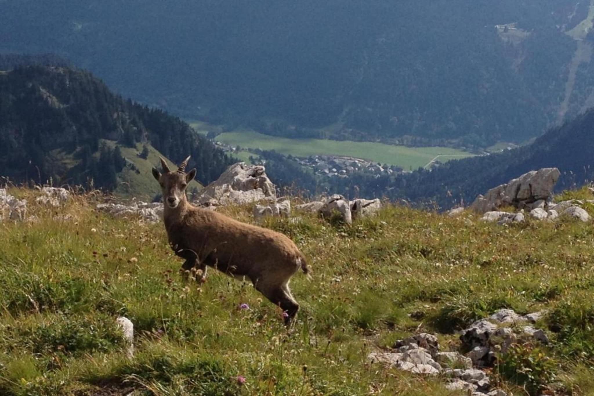 Chalet Montjoie-Gebieden zomer 20km