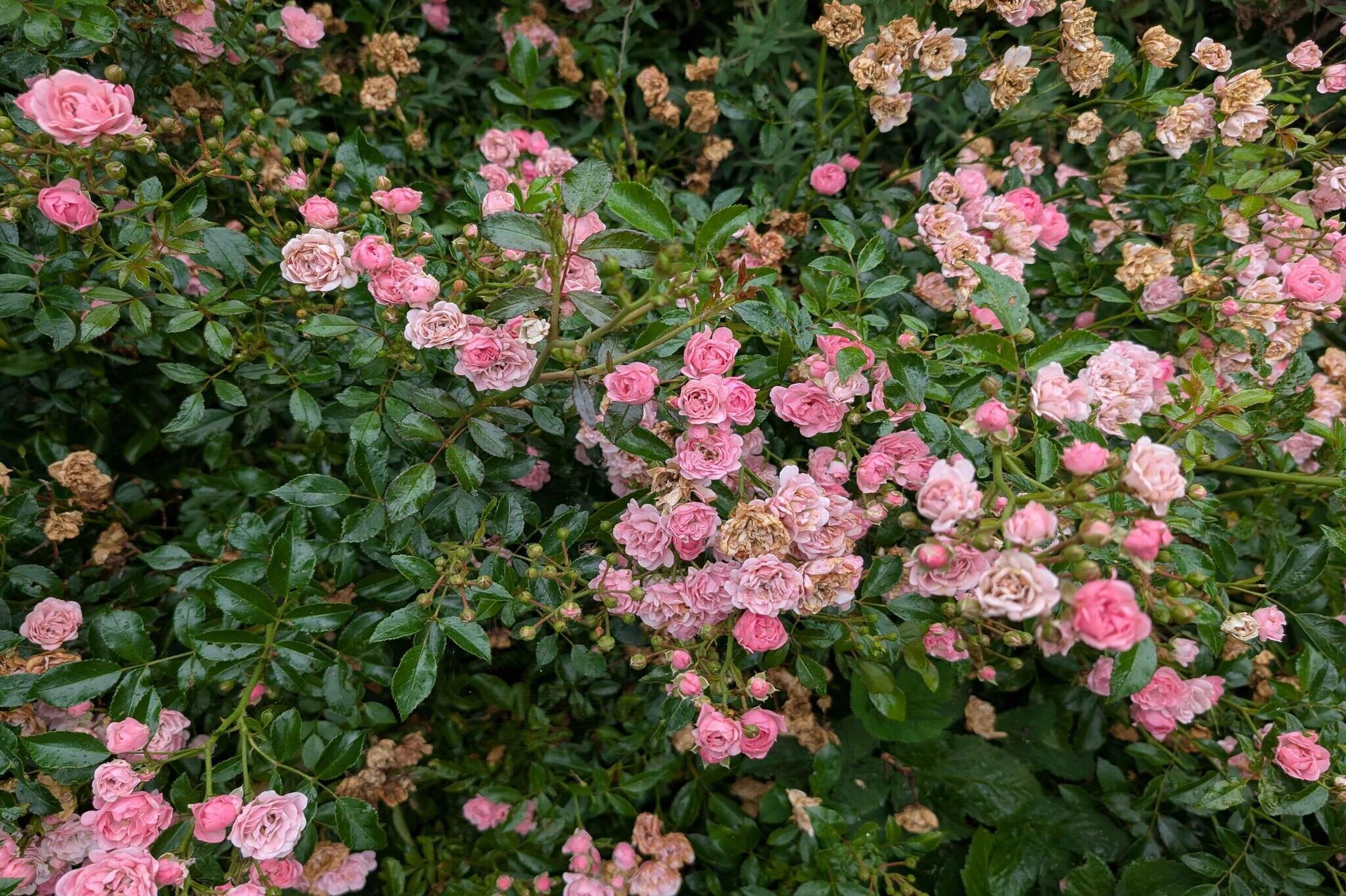 4 Sterne Ferienhaus in Løgstør-Im Freien