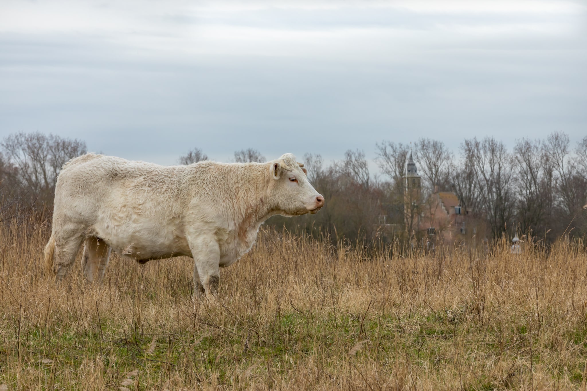 Zonnedorp 22  Holiday Home Anoes Renesse | Beach-nearby Comfort in Zeeland-Niet-getagd
