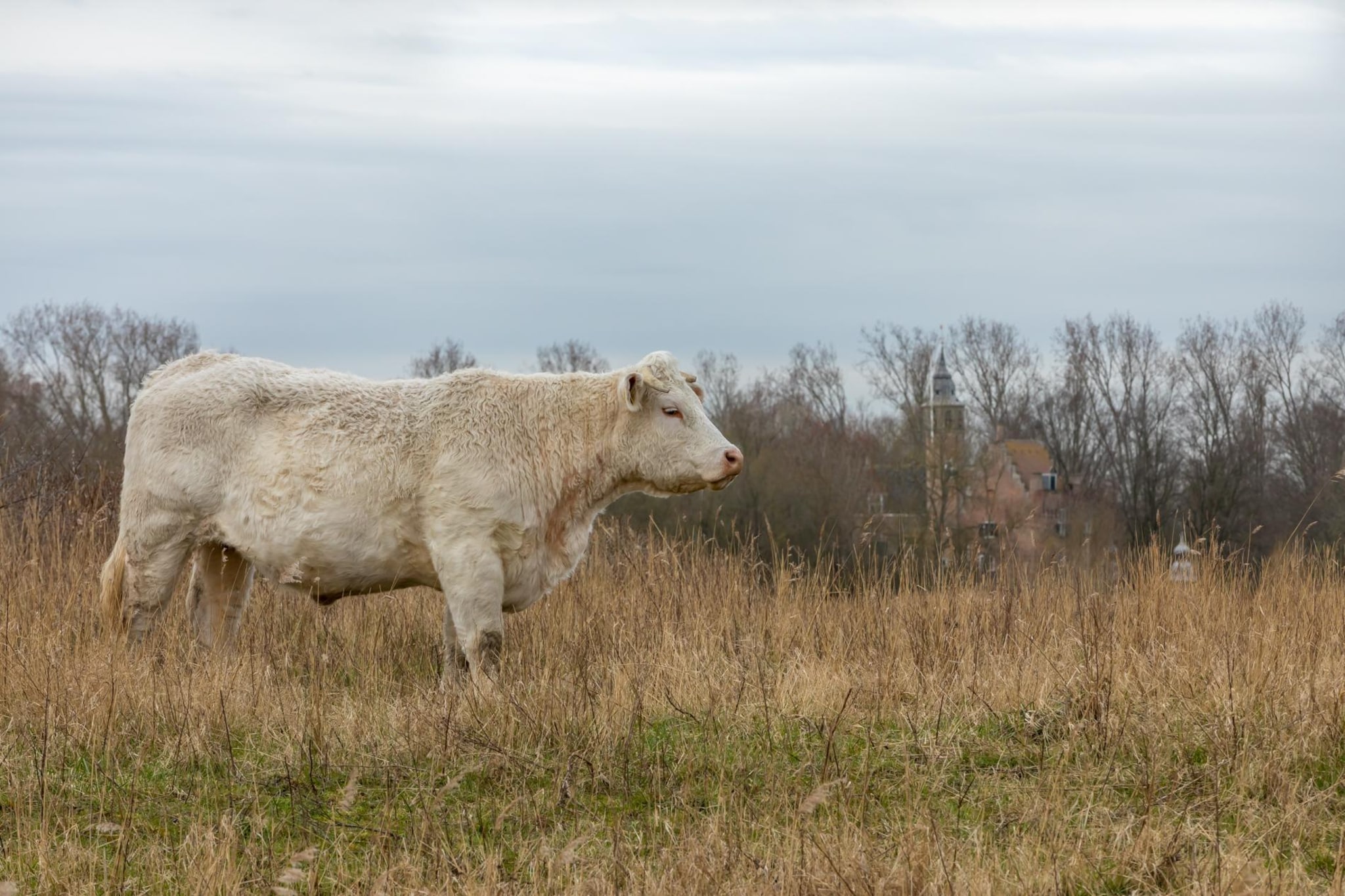 Zonnedorp 26 Renesse: Comfortable Beach Holiday on the North Sea-Niet-getagd