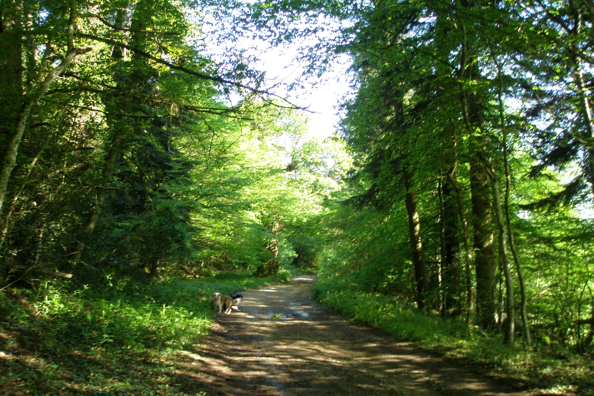 Laiterie du manoir de Thard - Gebieden zomer 1km
