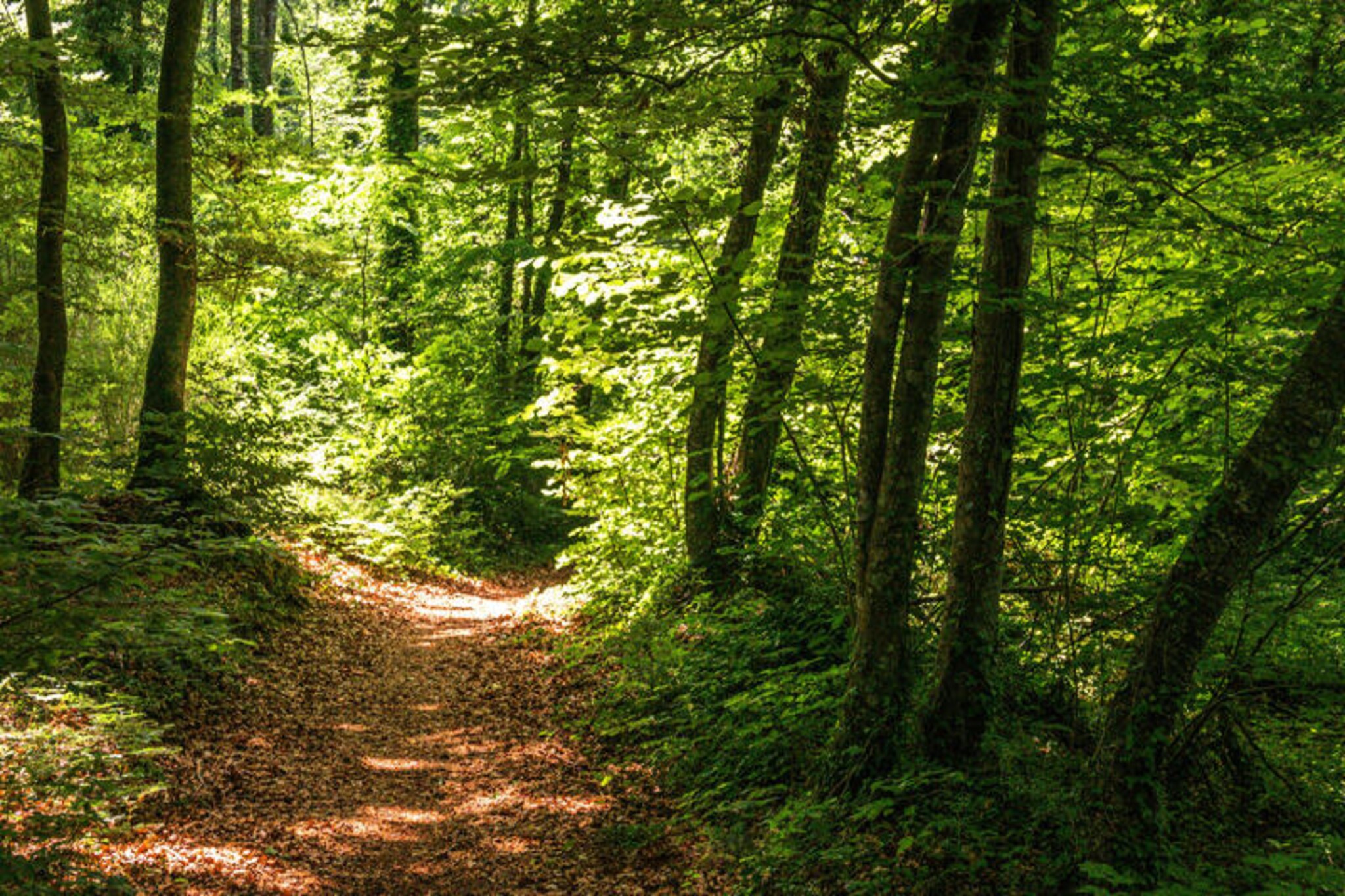 Holiday Home near La Fageda Nature Reserve