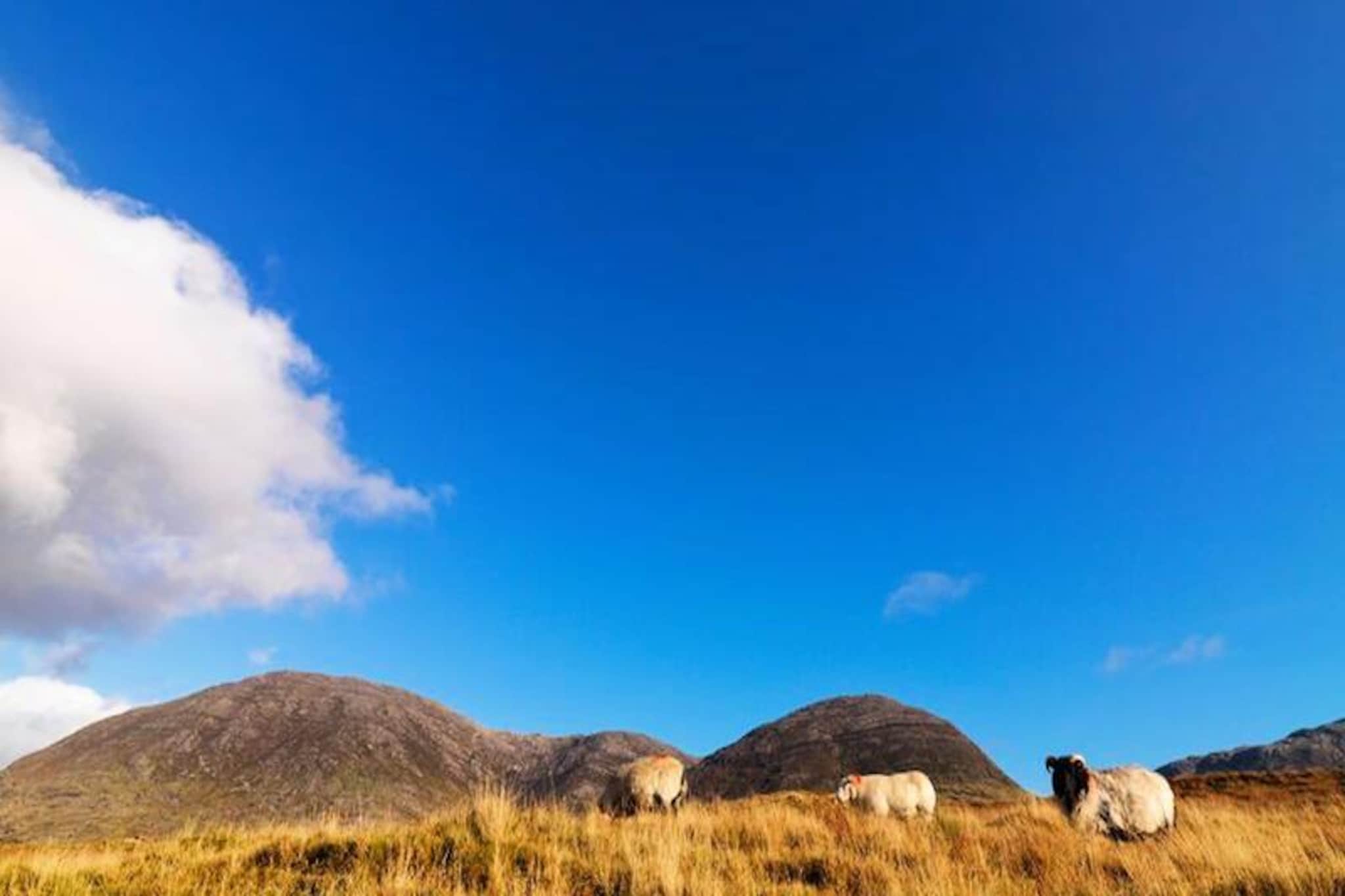Appartements à Clifden Galway-Untagged