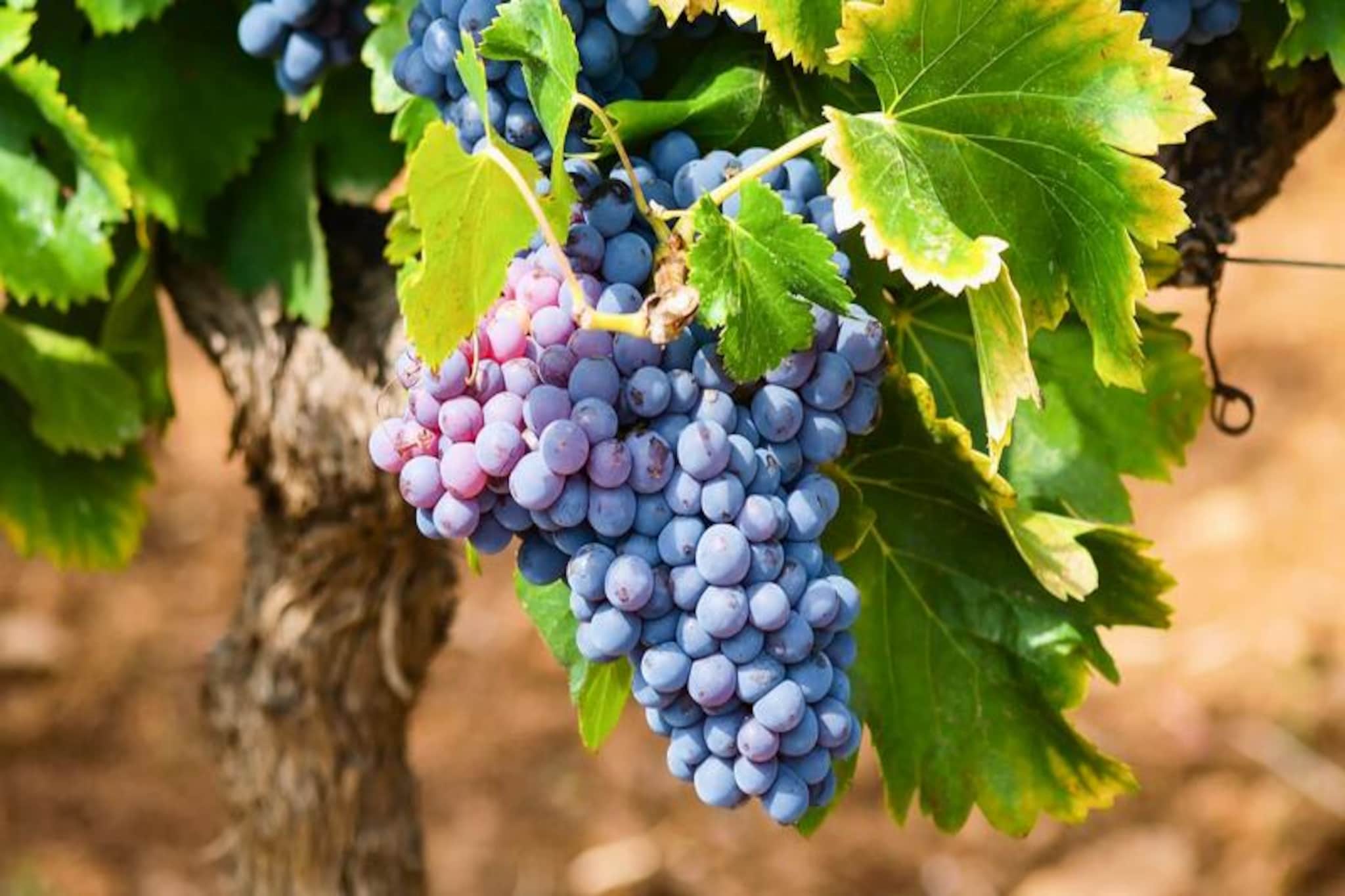 L'Espinet ***-Niet-getagd