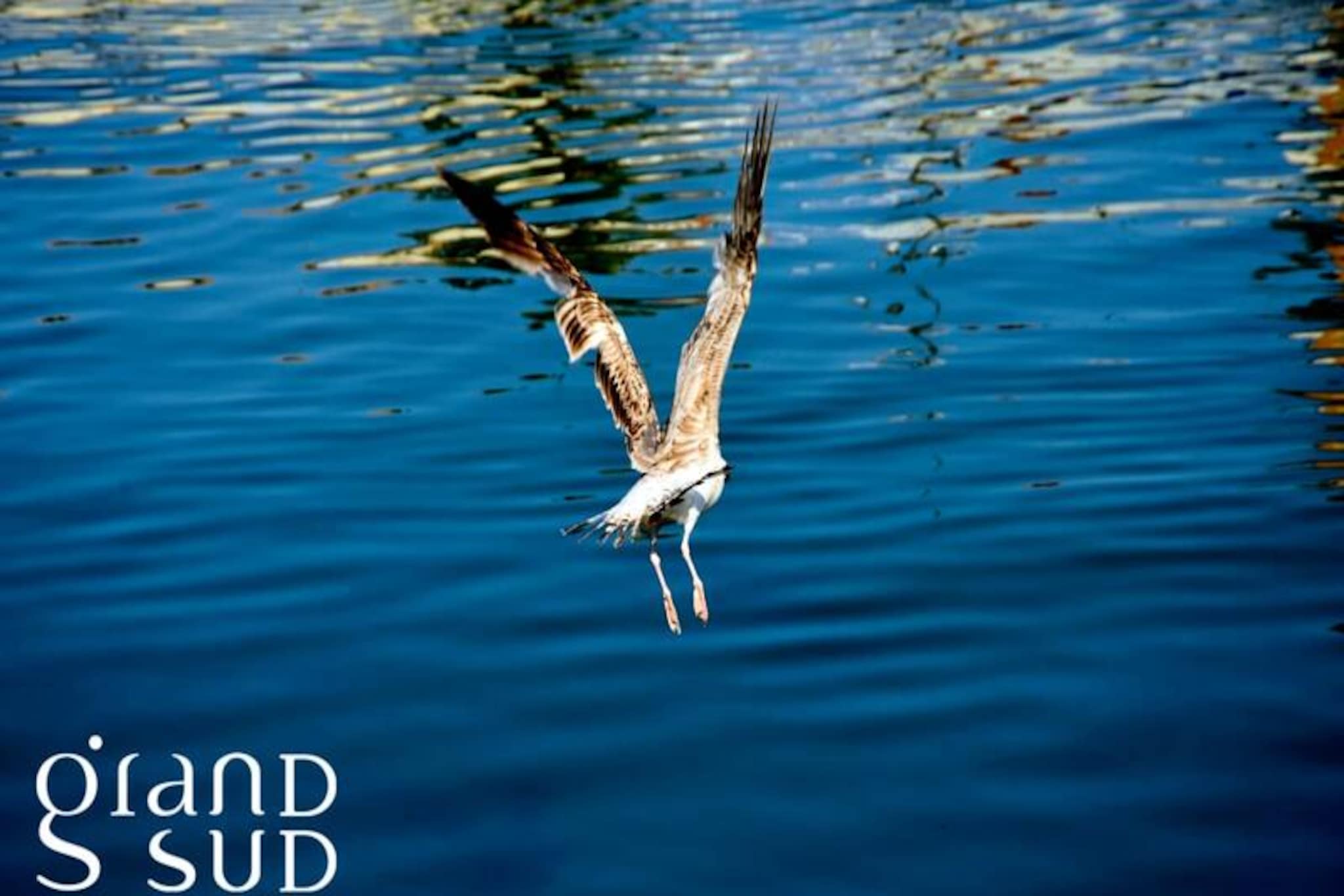 Résidence La Cocardière - Studio Proche De La Plage-Niet-getagd