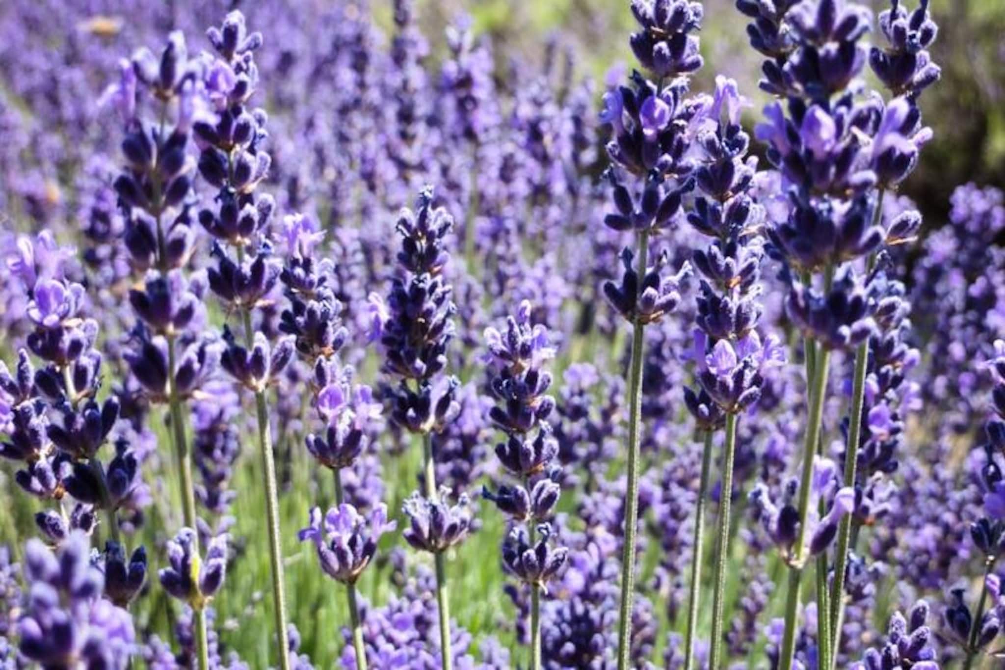 Maison Cosy Lodge, 15 P, Clim, Wifi, Cour, Garage-Nicht zugeordnet