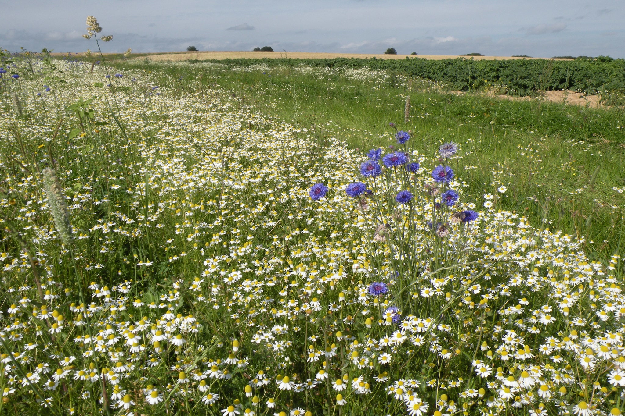 La Rose-Areas summer 1km