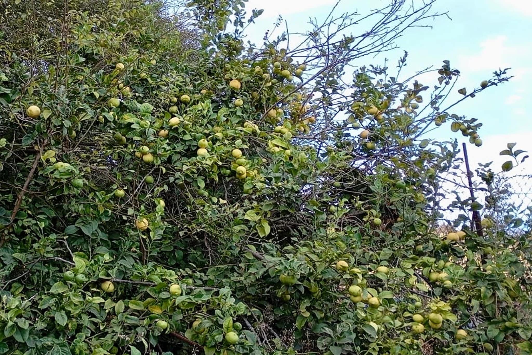 Nueva Finca Relax Mountain-Garten Sommer