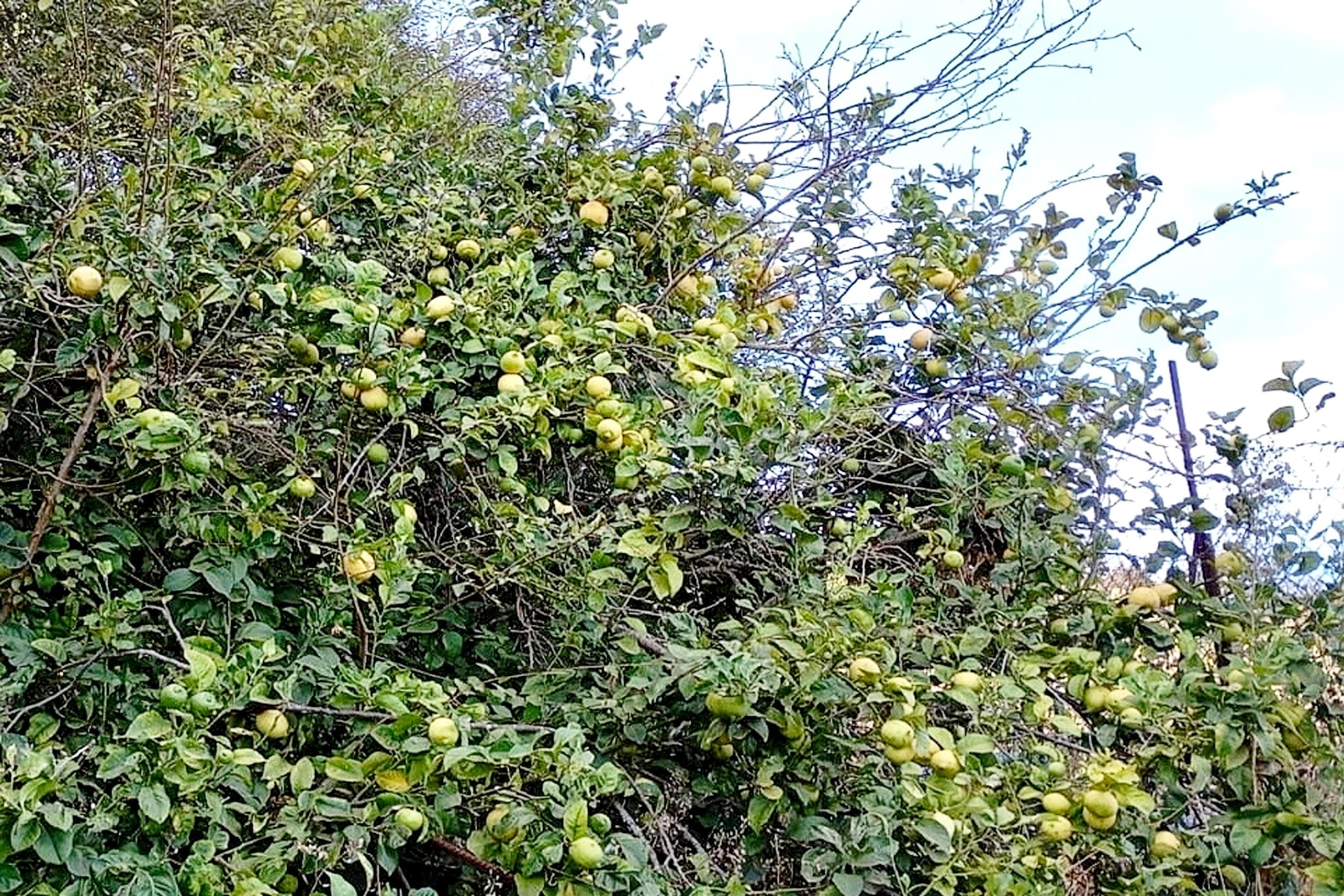 Nueva Finca Relax Mountain-Ambiance