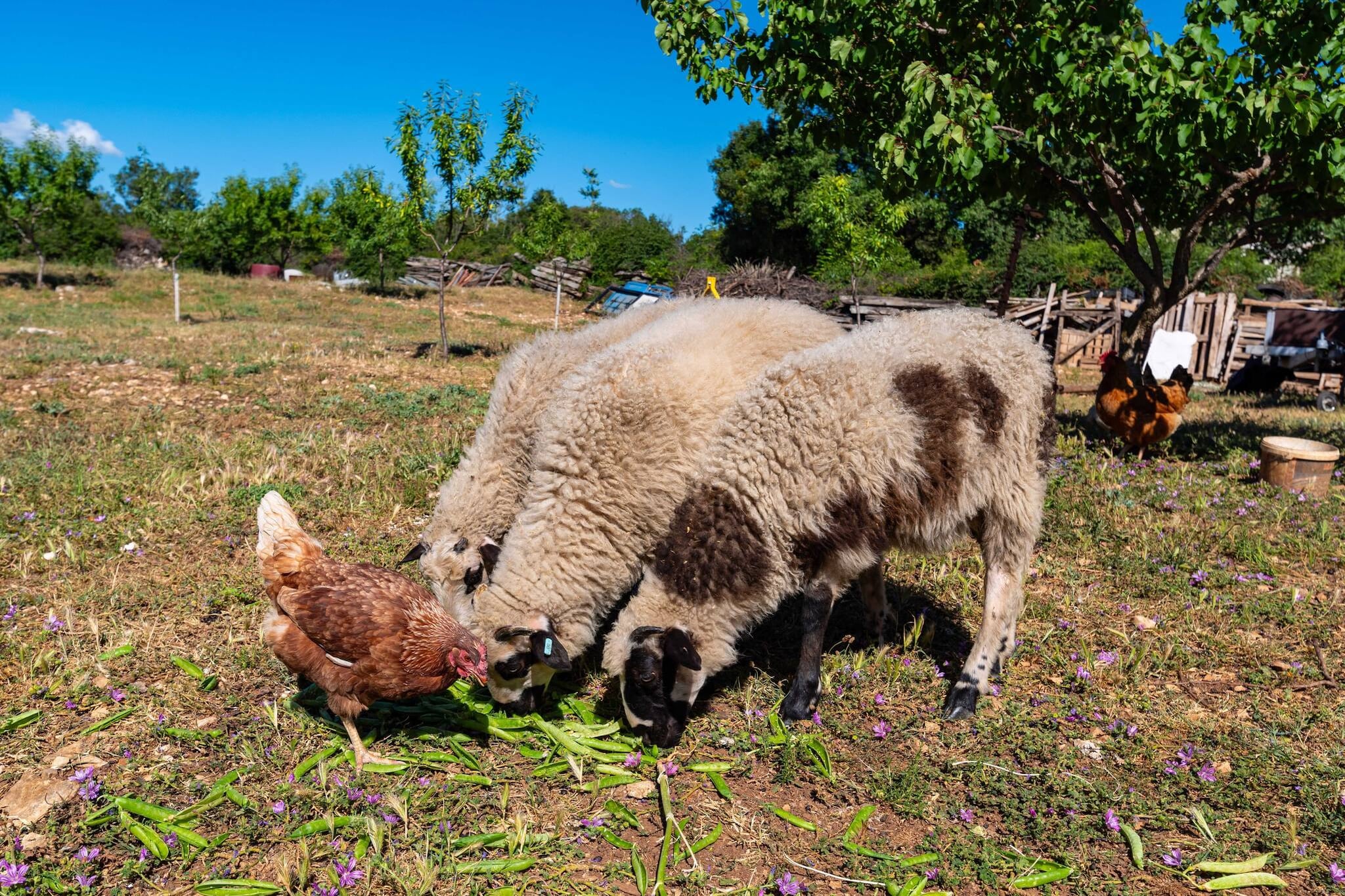 Holiday home Maria-Niet-getagd