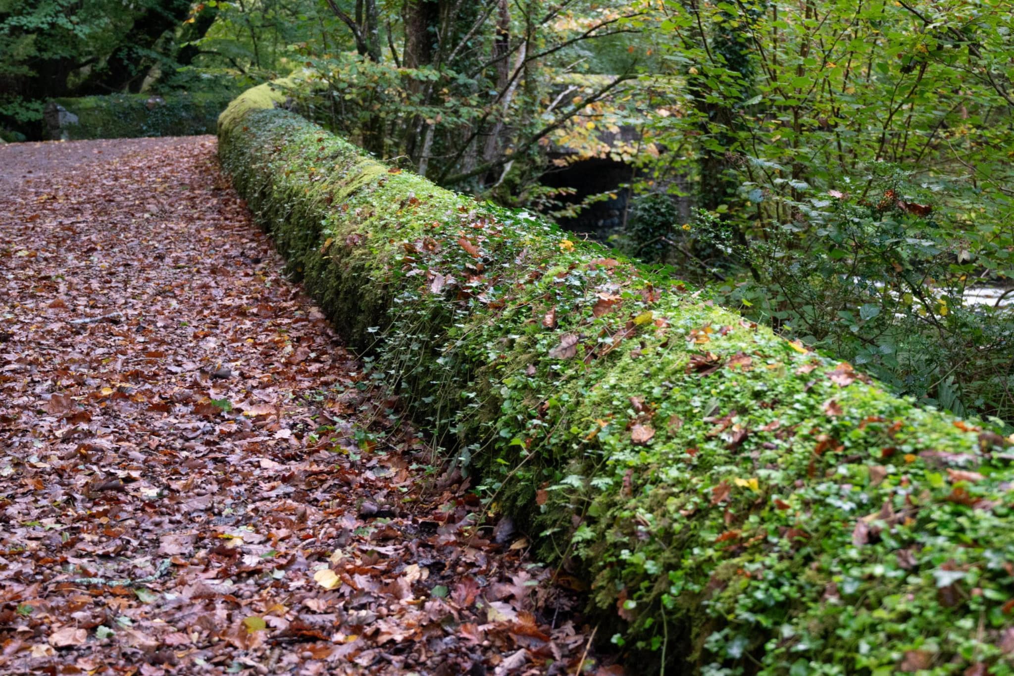 Waen Fechan - Areas within 5km in summer