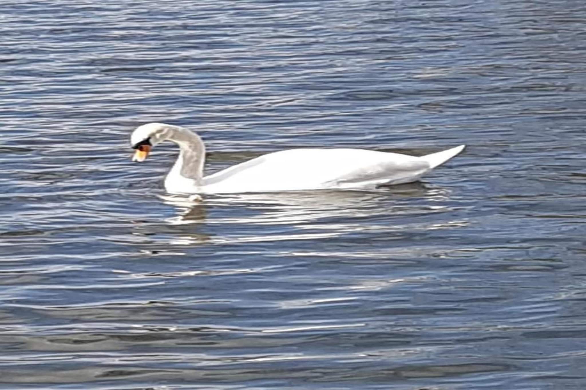Hausboot in Zehdenick-Gebieden zomer 20km