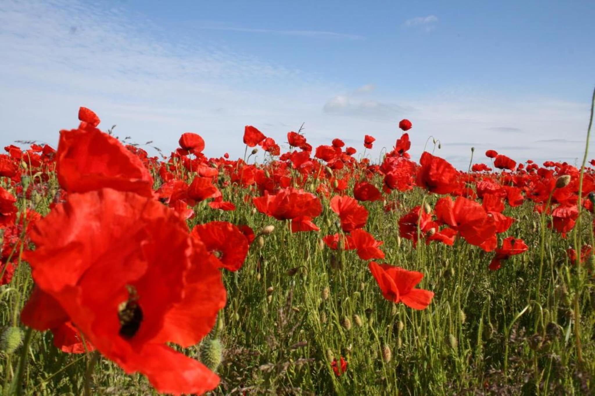 Hausboot in Ribnitz-Damgarten-Gebieden zomer 20km