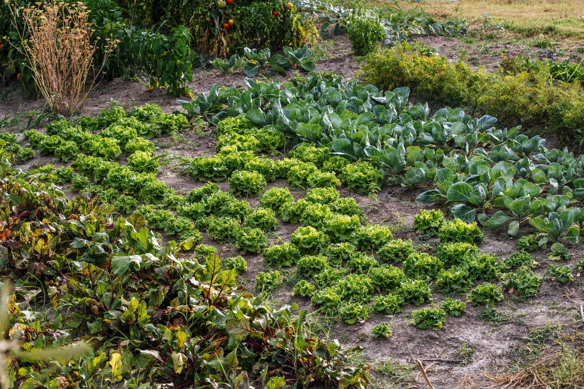 Authentic stone house Momo-Jardins en été