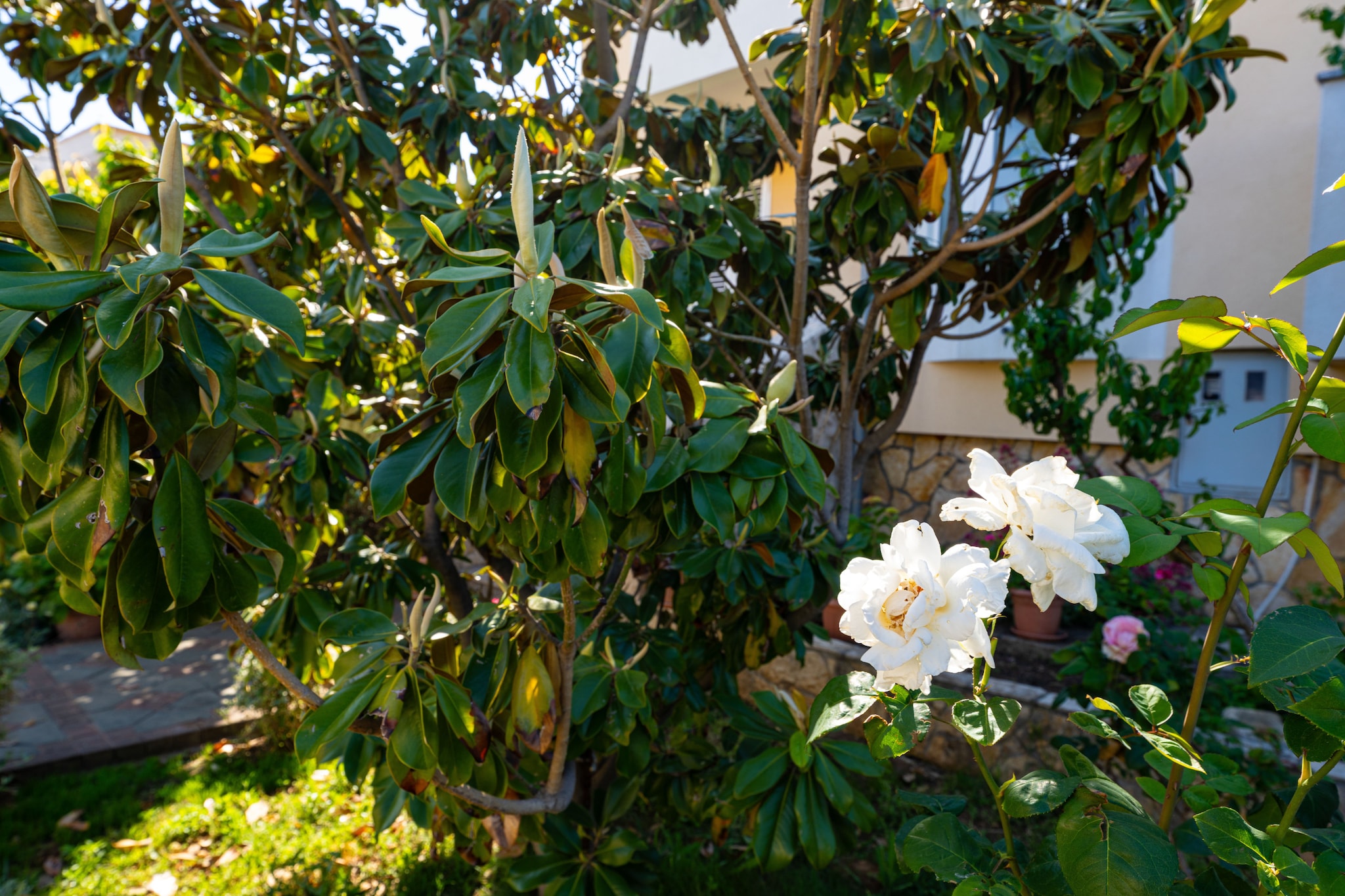 Beach house Privlaka-Jardins en été