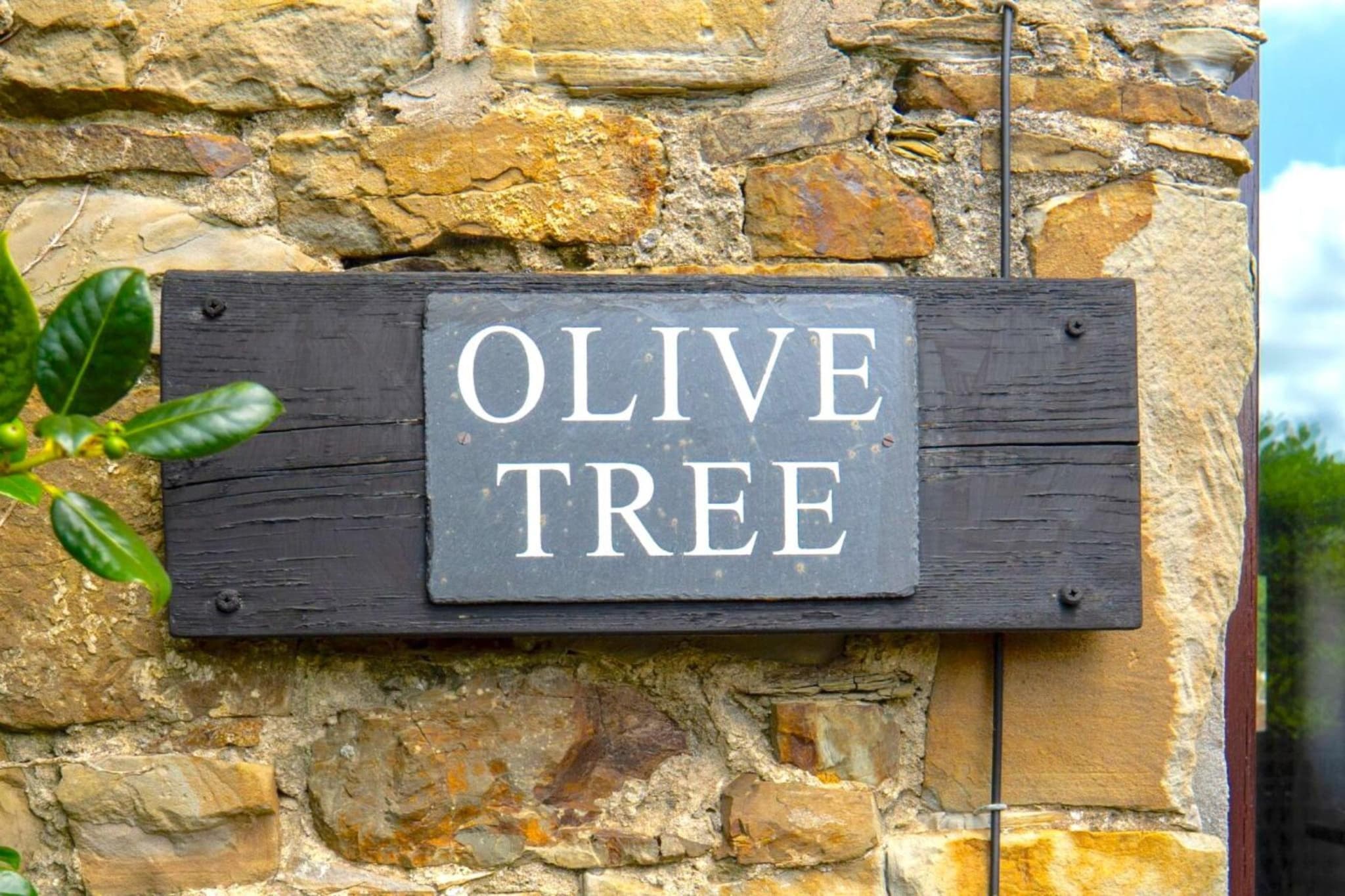 Olive Tree - Ambiance