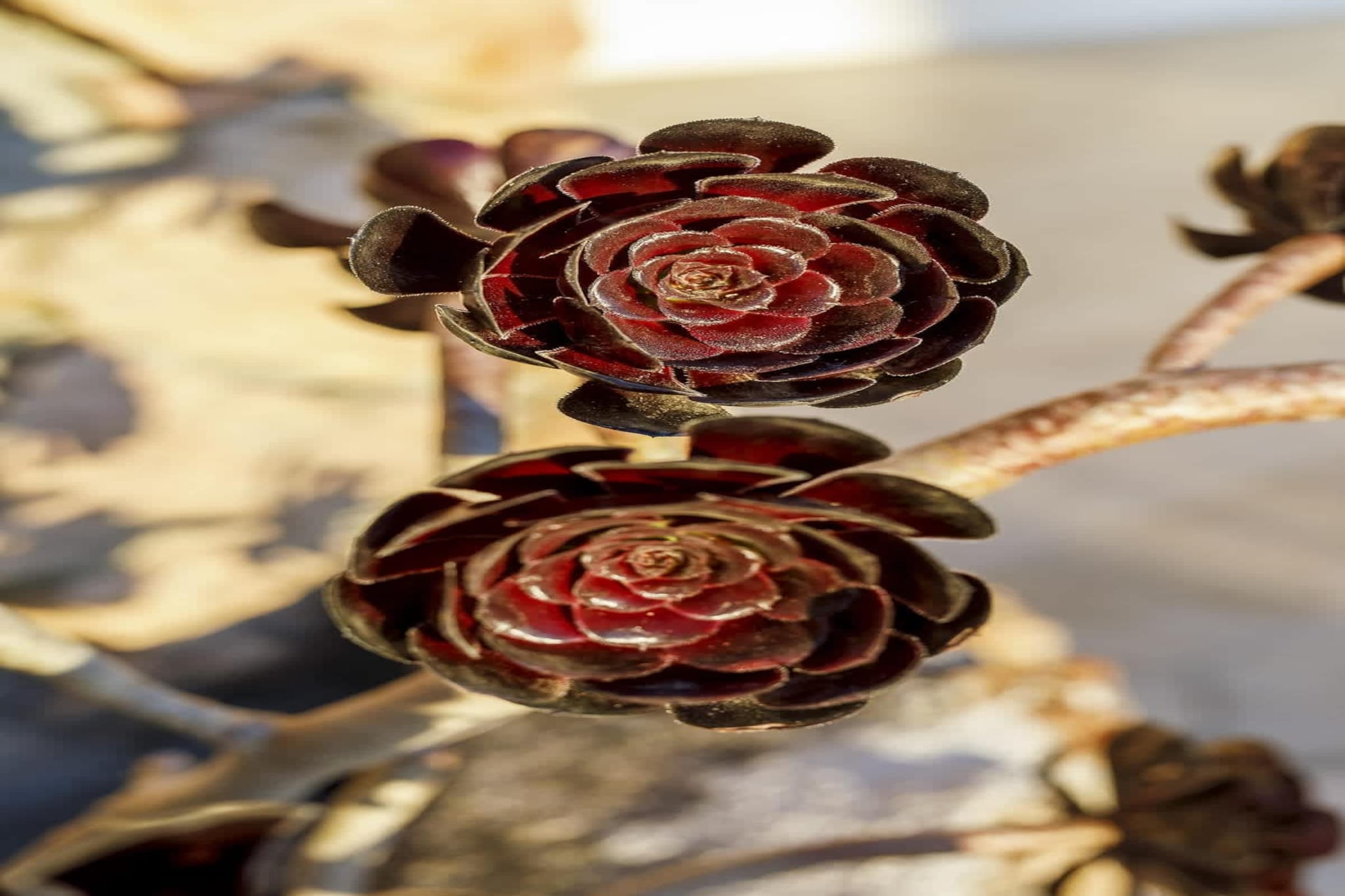 Magnifique villa avec vue sur mer et belle piscine-Ambiance