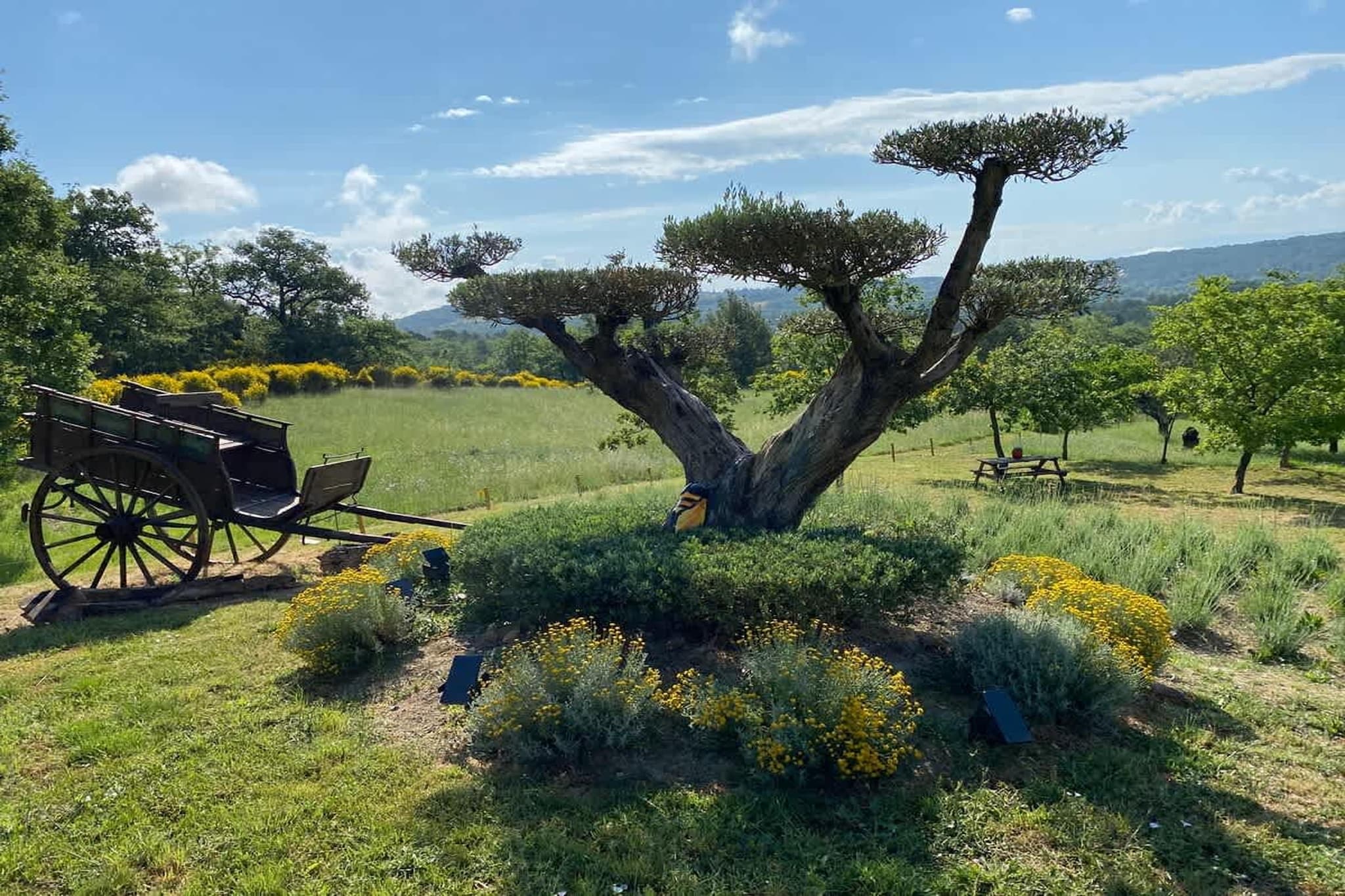 Villa provencale à Murs coeur du Luberon-Tuinen zomer