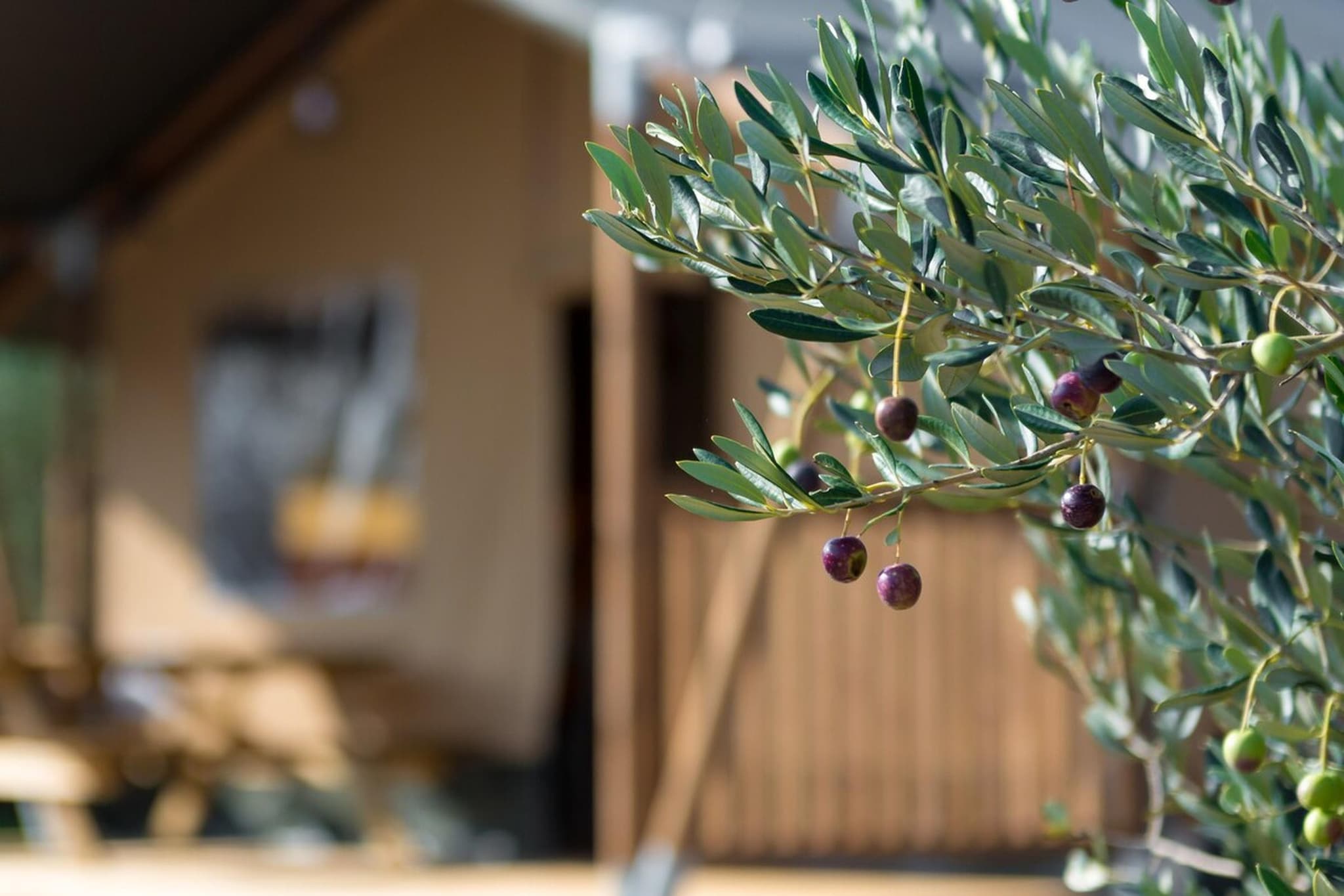 Adriatic Heritage Glamping No 2-Ambiente