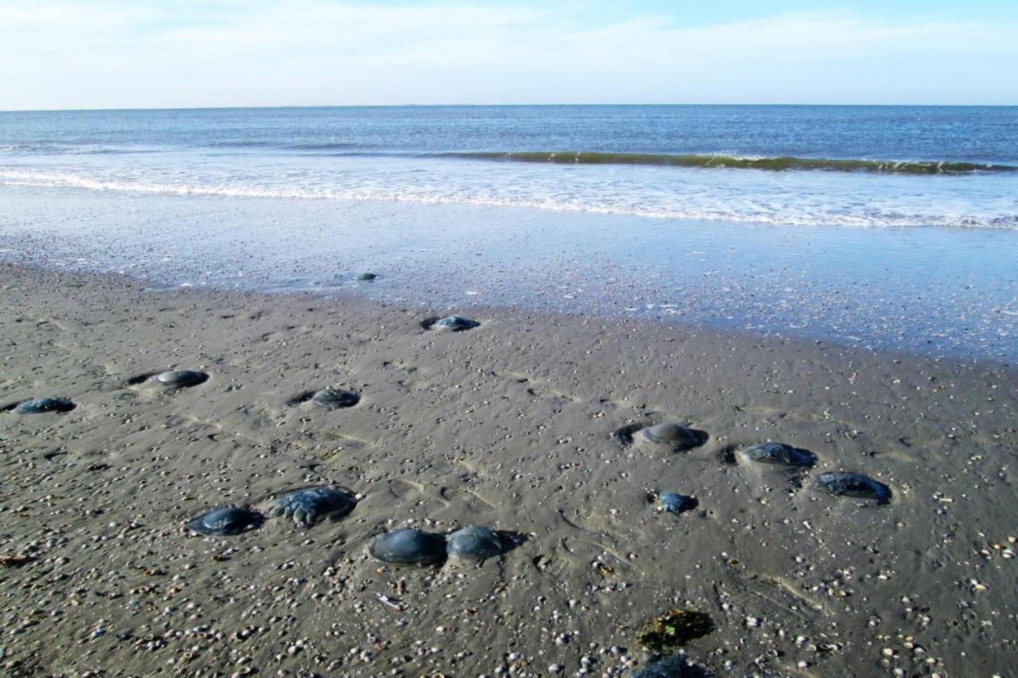 Duinchalet Ameland 8-Gebieden zomer 20km