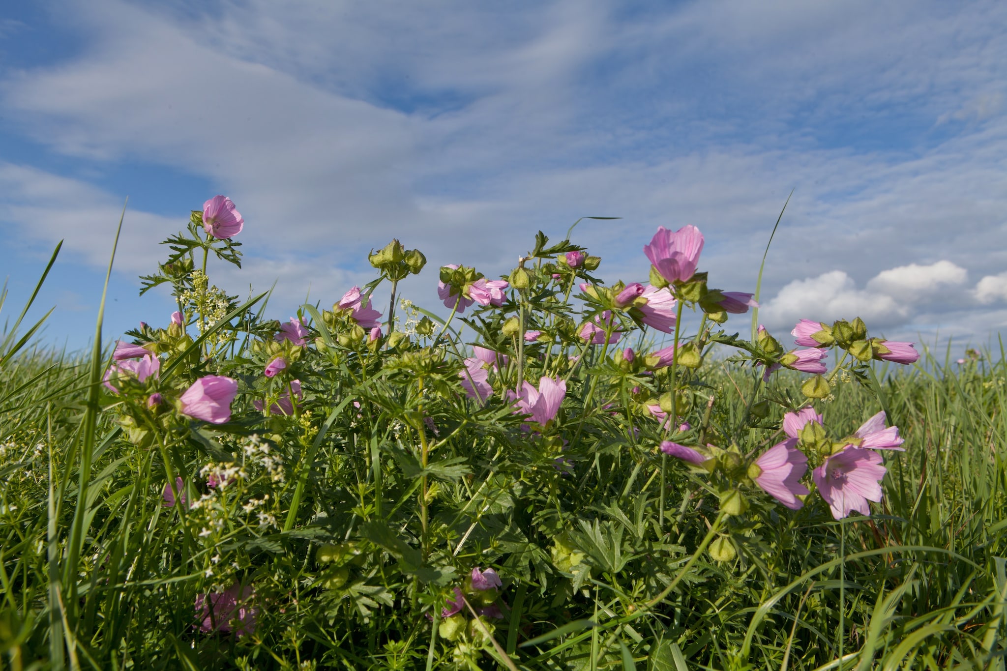 Comfort 4p Schlafzimmer - Basic
