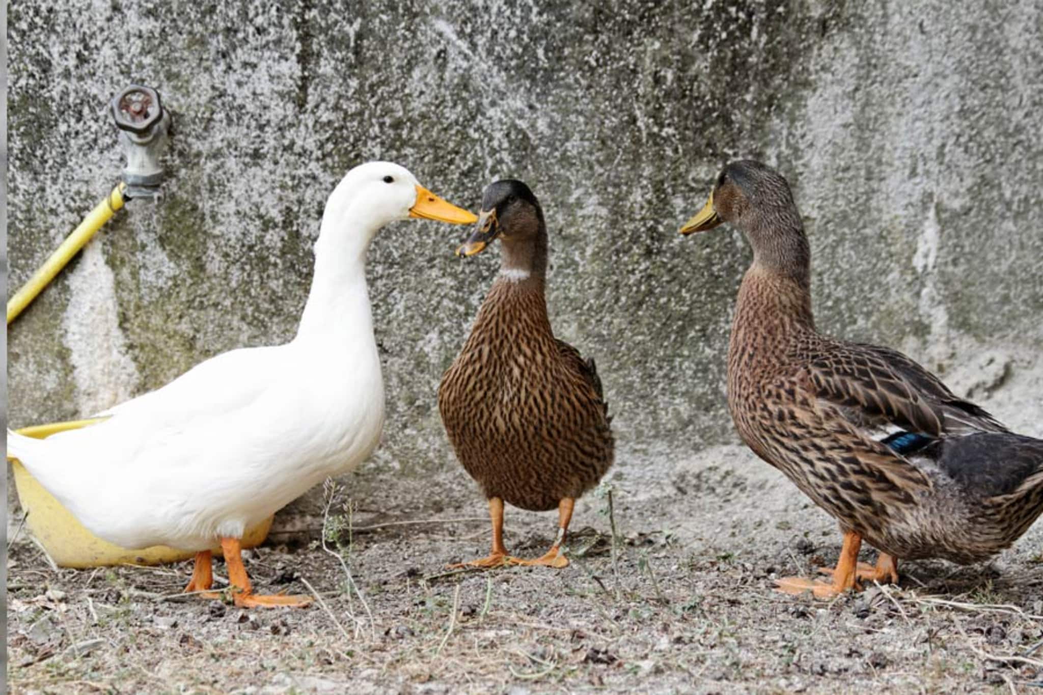 AGRITURISMO BORGO AMENO - TWO-ROOM APT 4 PAX BX4 B401