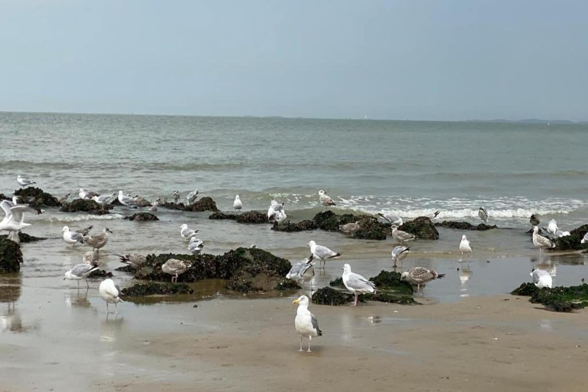 Modern Coastal Stay in Knokke-Heist