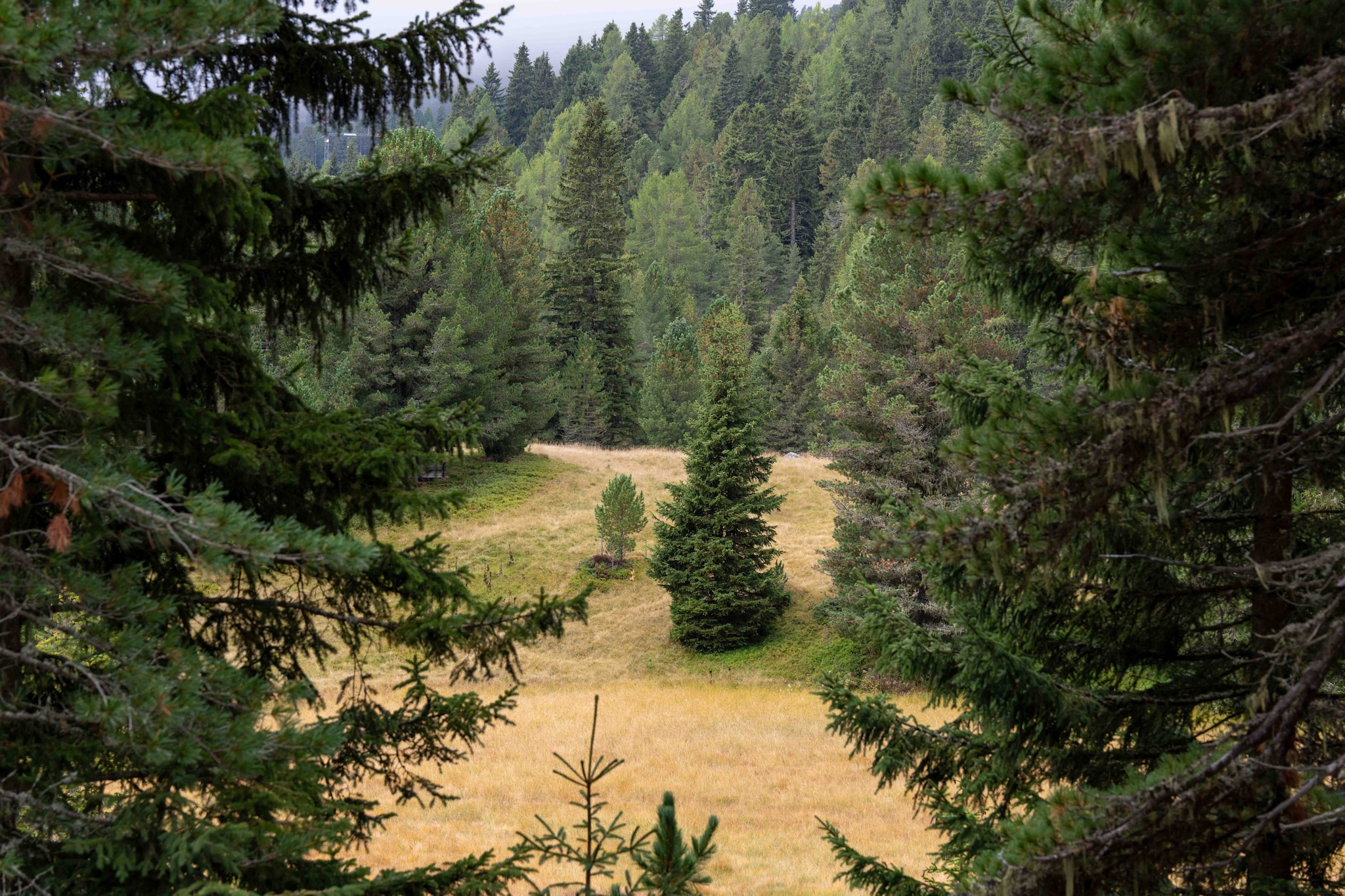 Naturchalets Turracher Höhe 32 - Outdoor