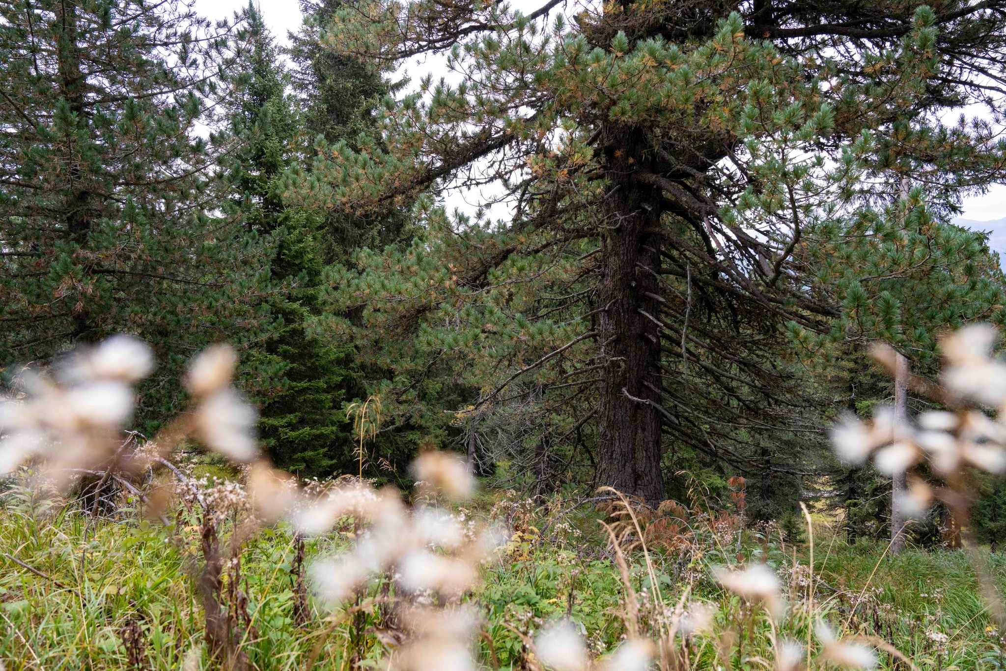Naturchalets Turracher Höhe 32 - Outdoor