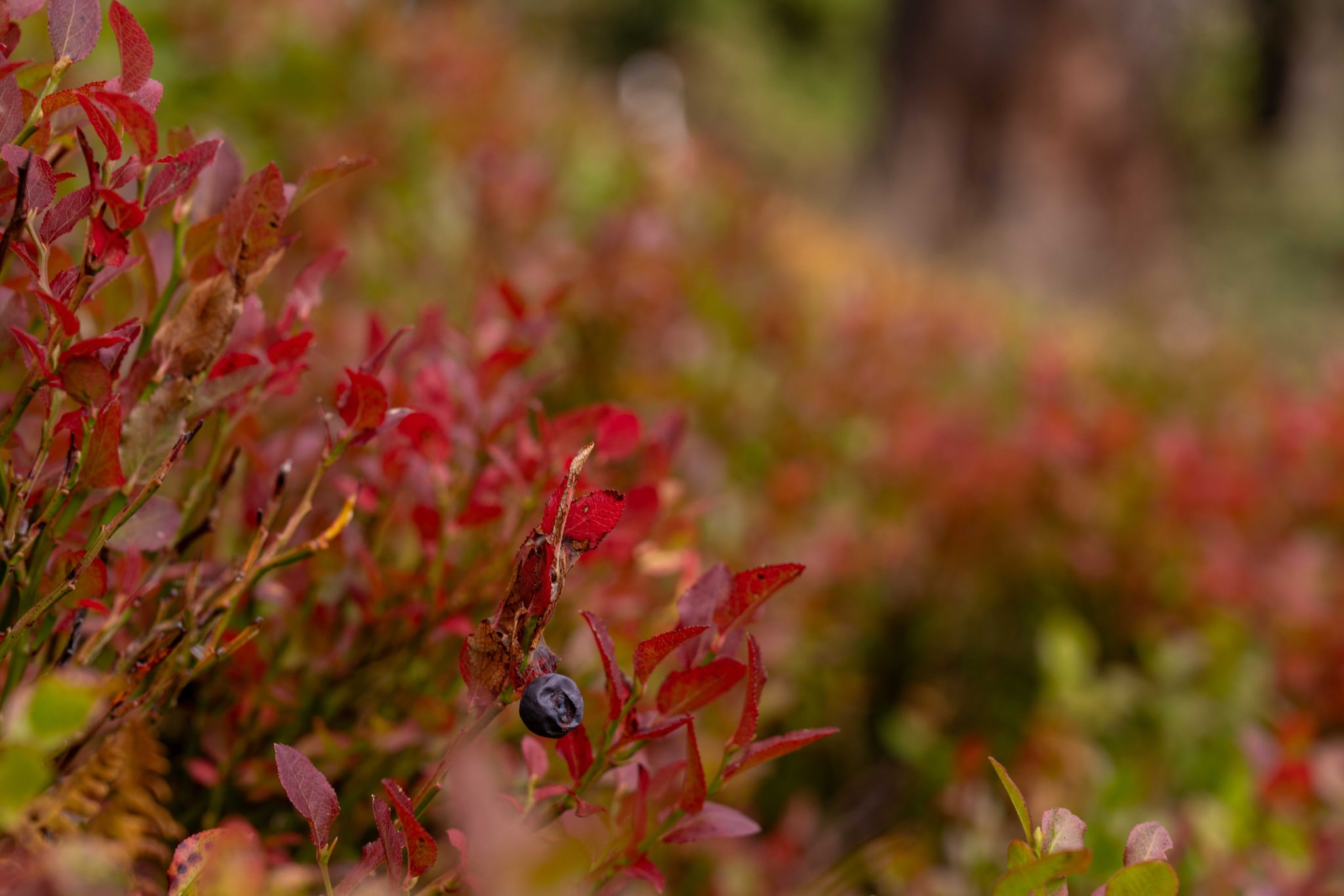 Naturchalets Turracher Höhe 32 - Outdoor