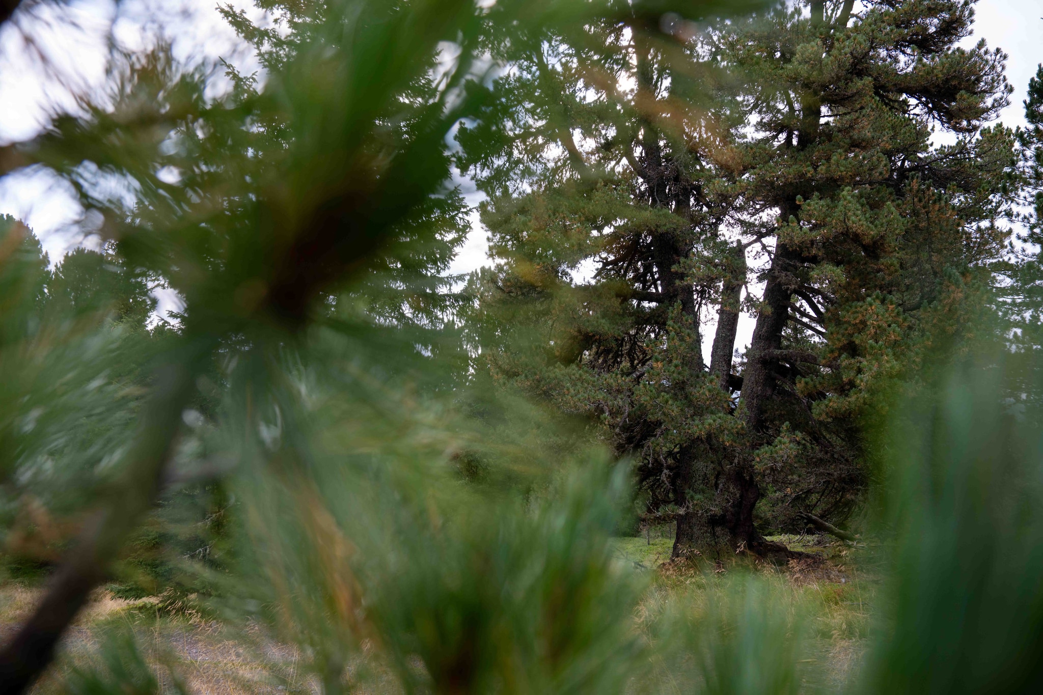 Naturchalets Turracher Höhe 32 - Outdoor