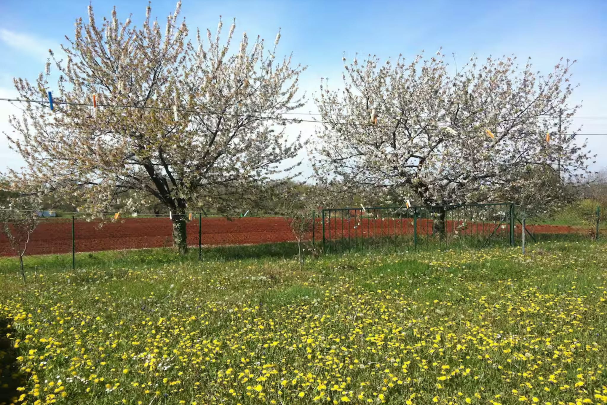 Authentic Istrian Apartments Villa Zambratija - Two Bedroom Apartment with Terrace and Garden - Tuinen zomer
