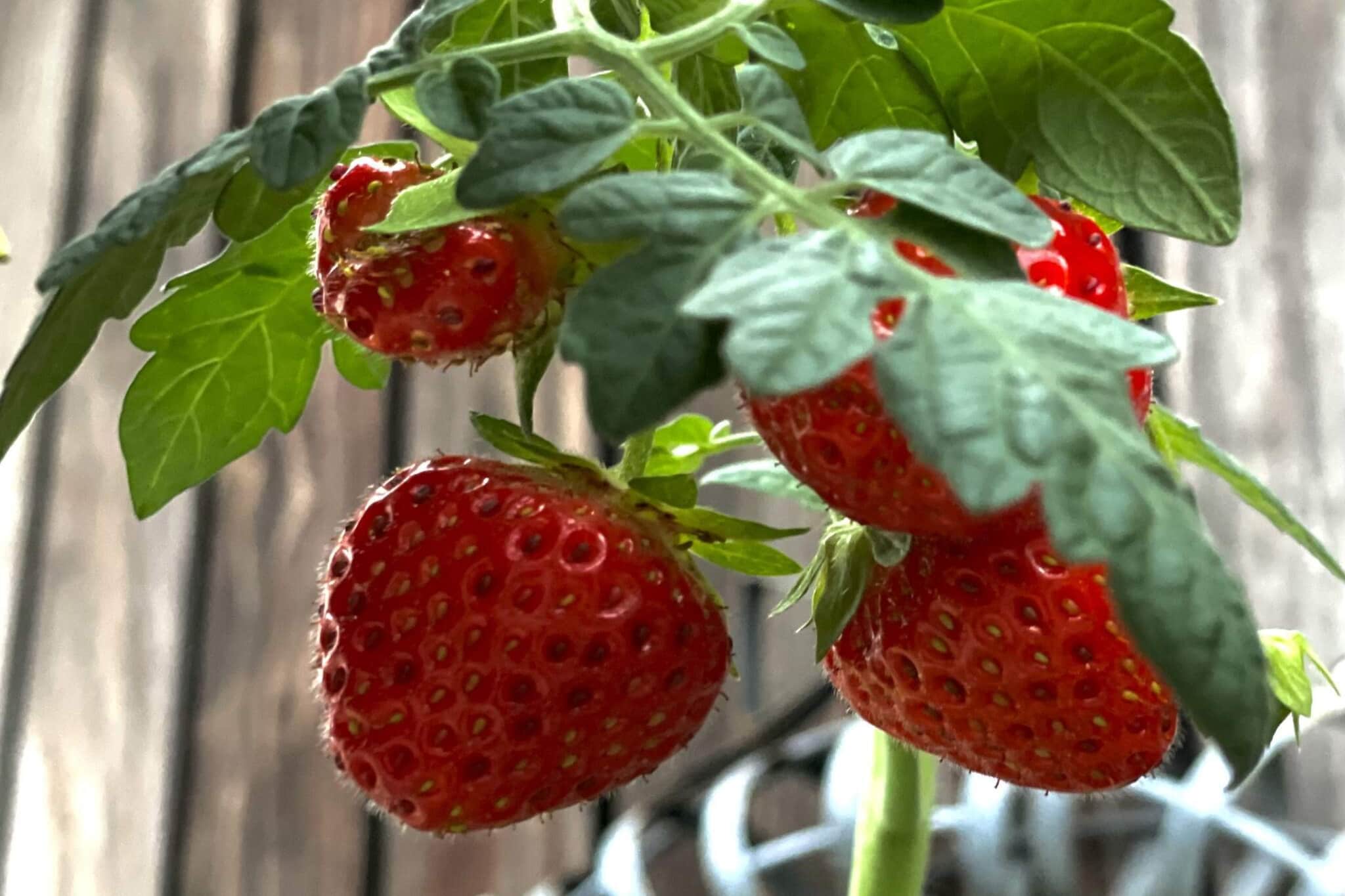 5 star holiday home in Vesterøy