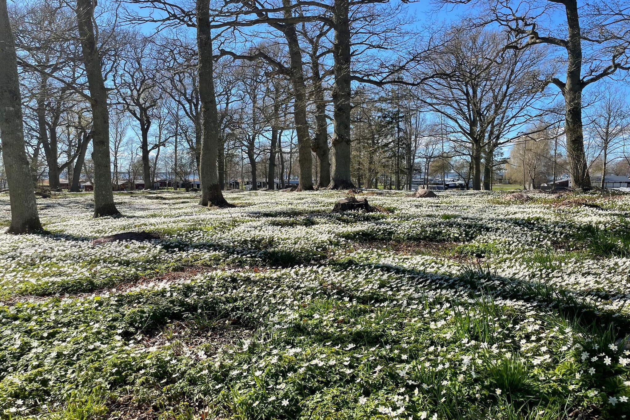 5 Sterne Ferienhaus in FÄRJESTADEN - Nicht zugeordnet