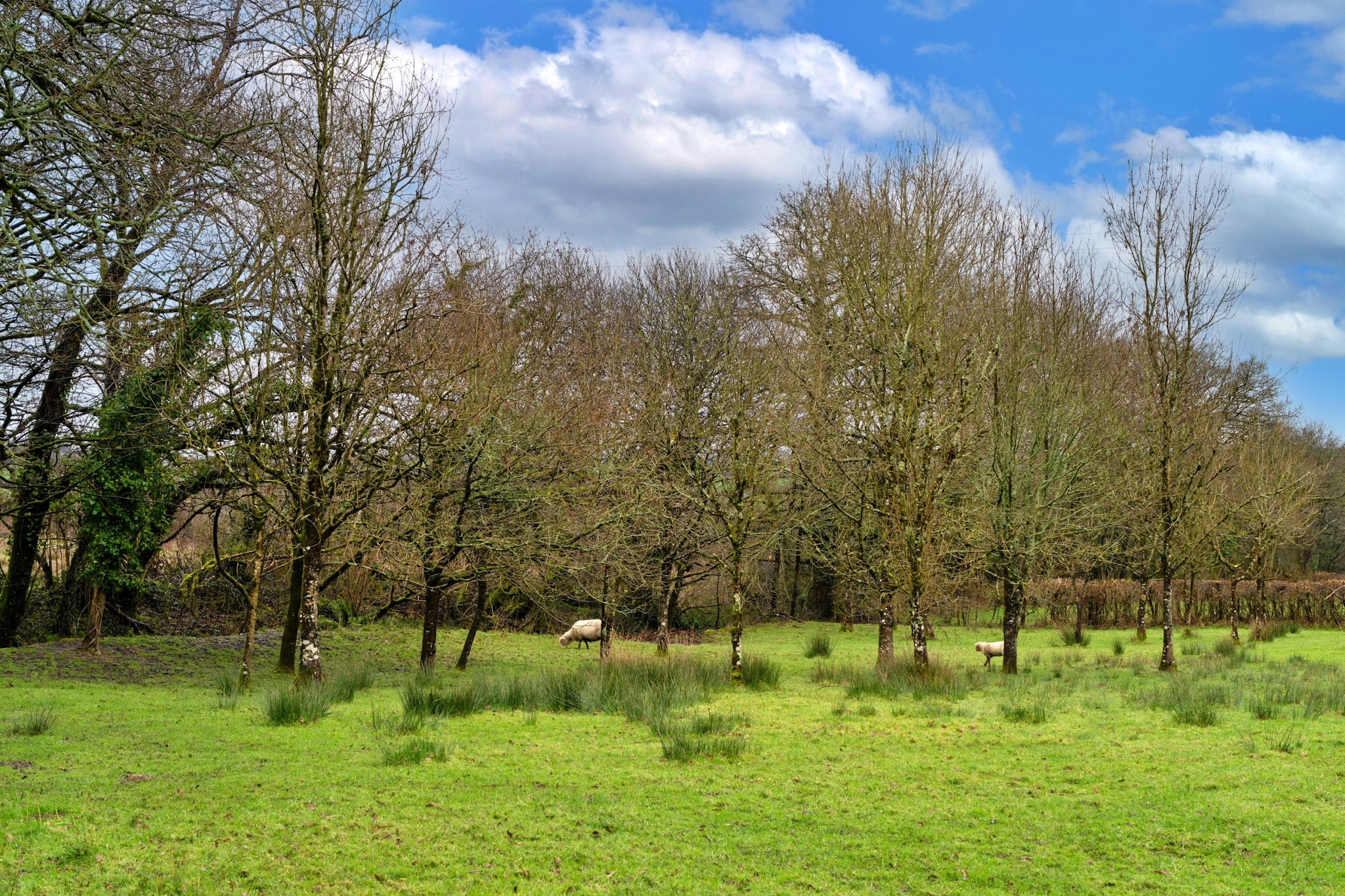 Oak Leaf Cottage - Gebieden zomer 5km