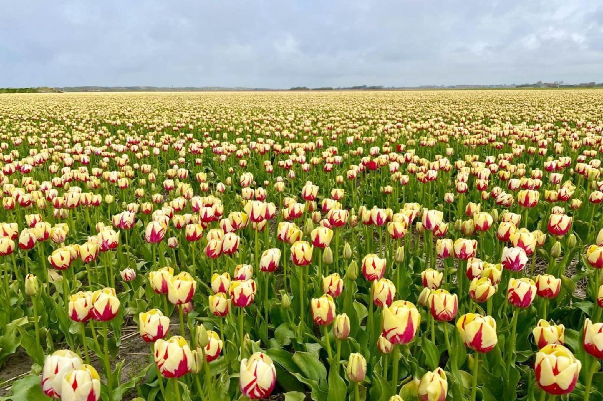 Relaxen aan de kust - 52 - Gebieden zomer 5km